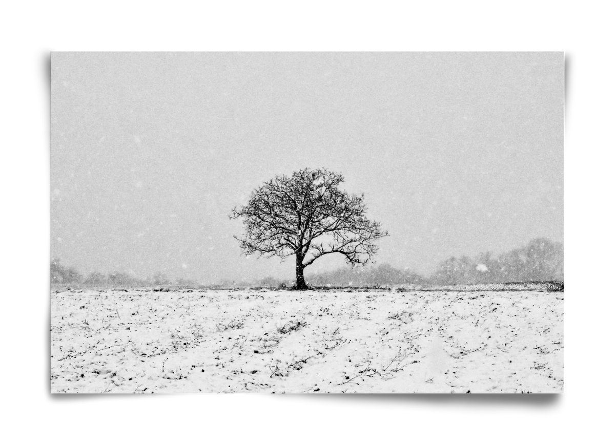 FILIA, 60x40 cm, Keret nélkül