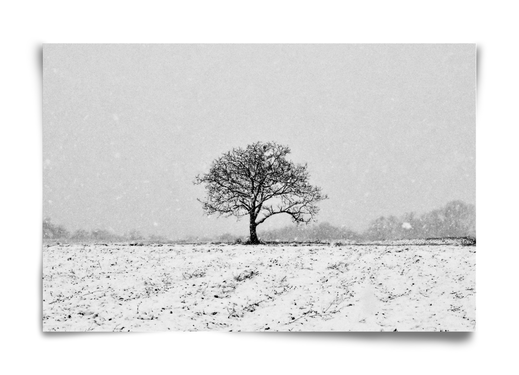 FILIA, 60x40 cm, Keret nélkül