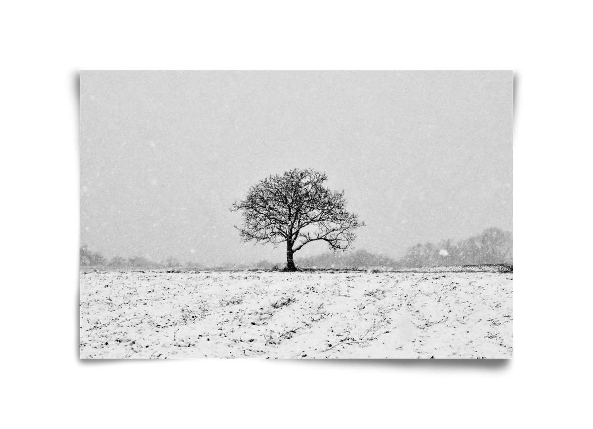 FILIA, 45x30 cm, Keret nélkül