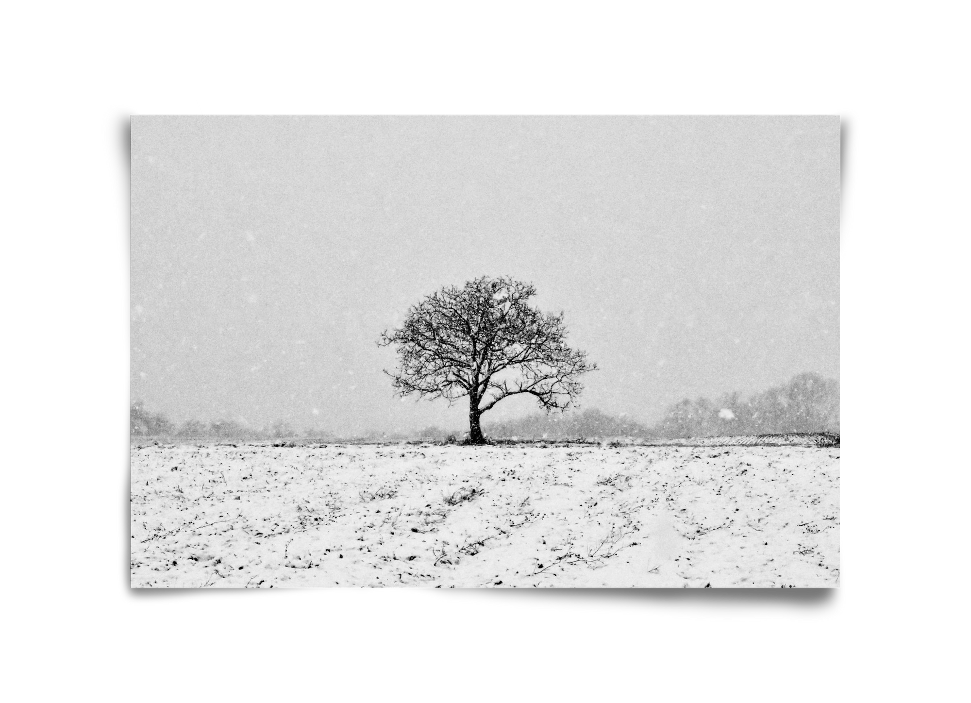 FILIA, 45x30 cm, Keret nélkül