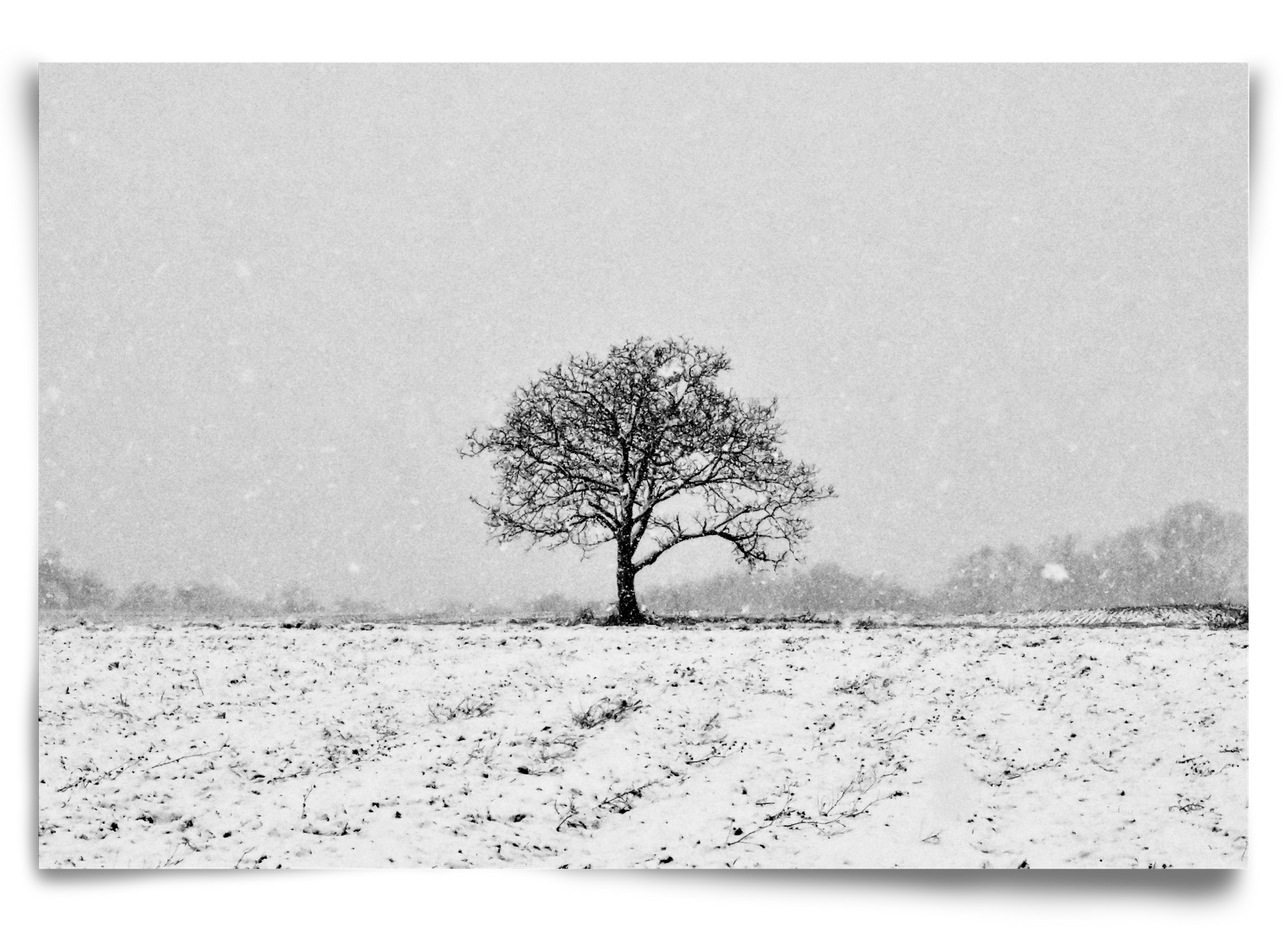 FILIA, 90x60 cm, Keret nélkül