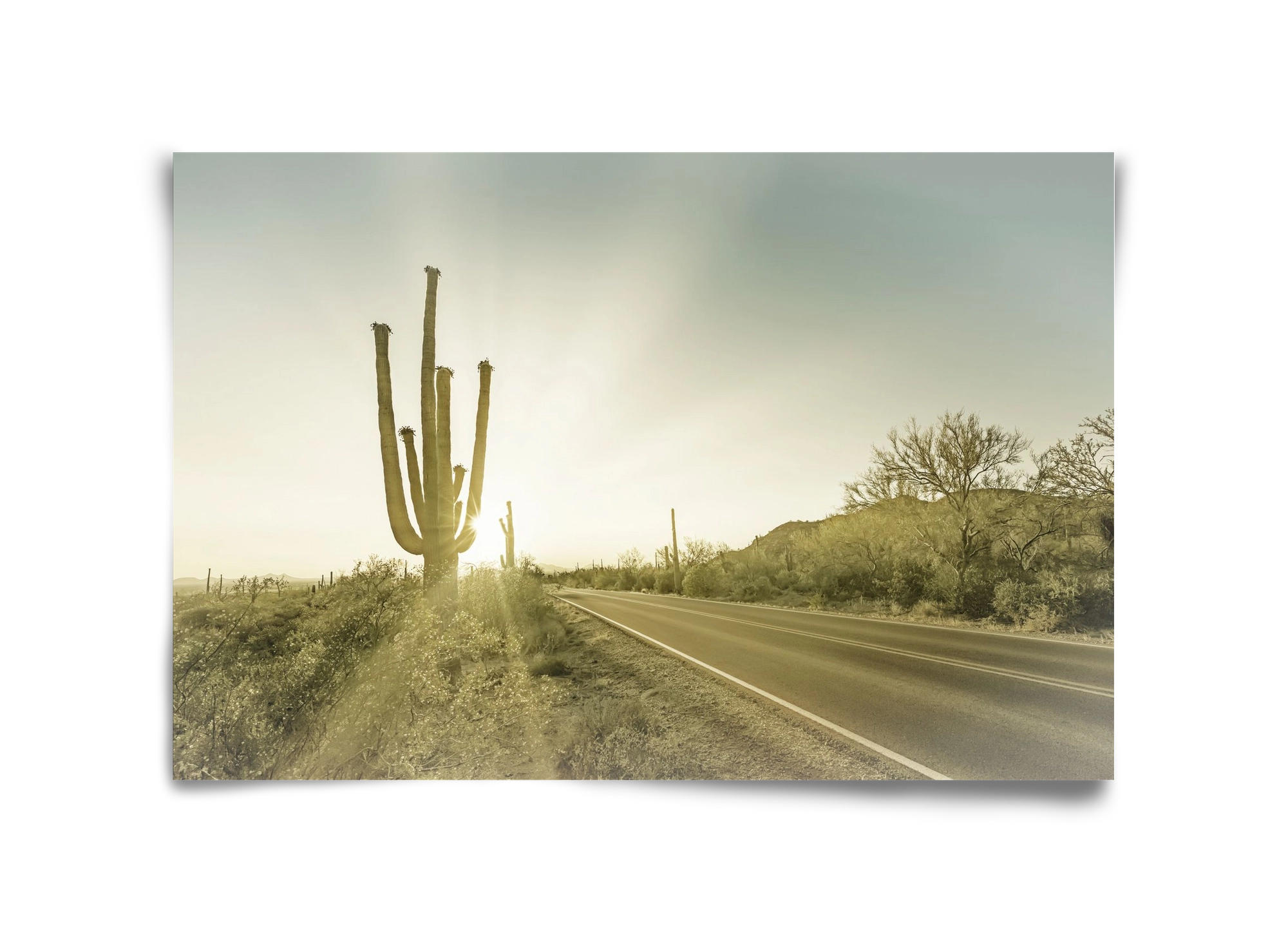 SAGUARO NATIONAL PARK Setting Sun | Vintage, 45x30 cm, Keret nélkül
