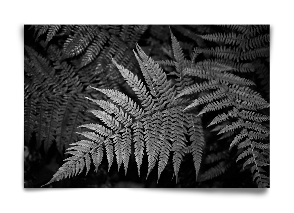 bracken joy, 60x40 cm, Keret nélkül