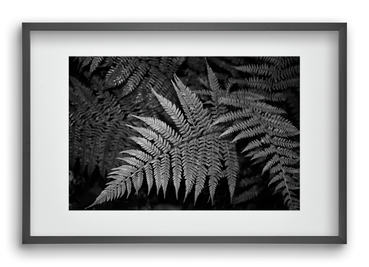 bracken joy, 60x40 cm (45x30 cm), Fekete keret, paszpartuval