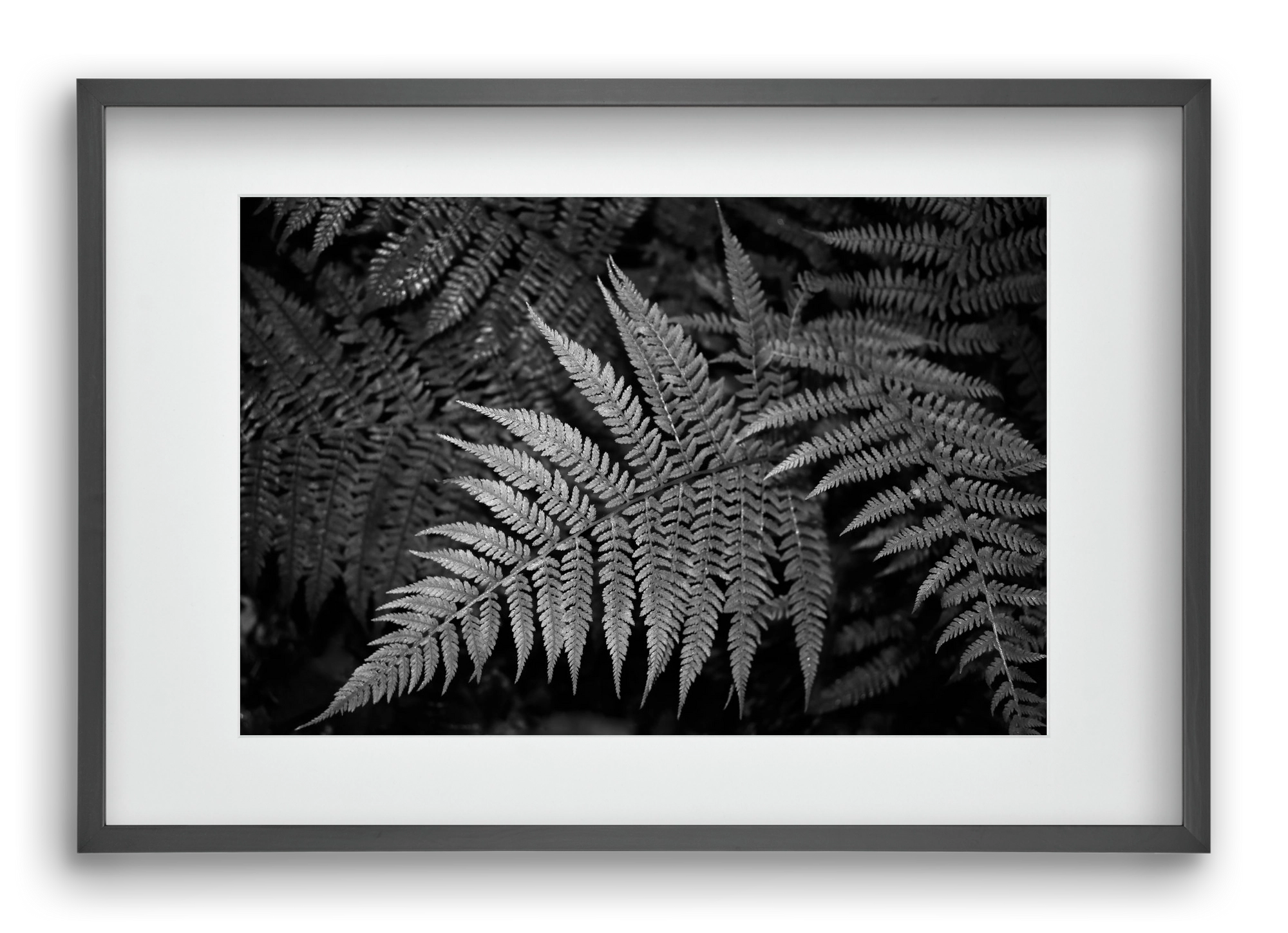 bracken joy, 60x40 cm (45x30 cm), Fekete keret, paszpartuval
