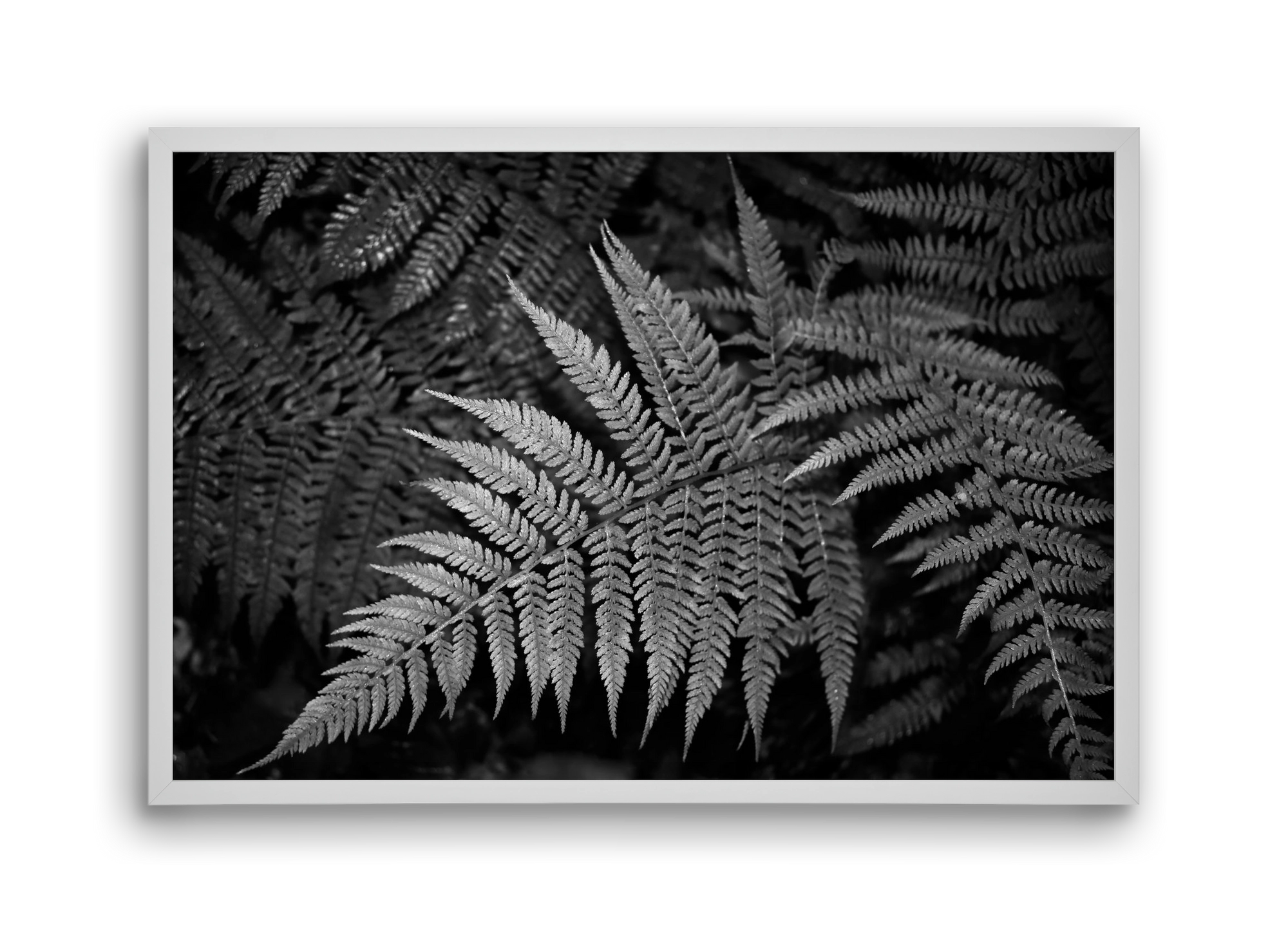 bracken joy, 45x30 cm (45x30 cm), Fehér keret