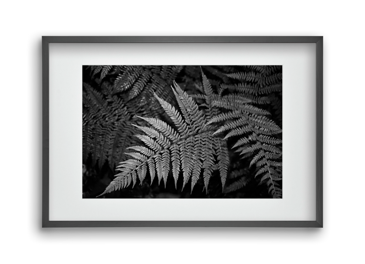 bracken joy, 45x30 cm (30x20 cm), Fekete keret, paszpartuval