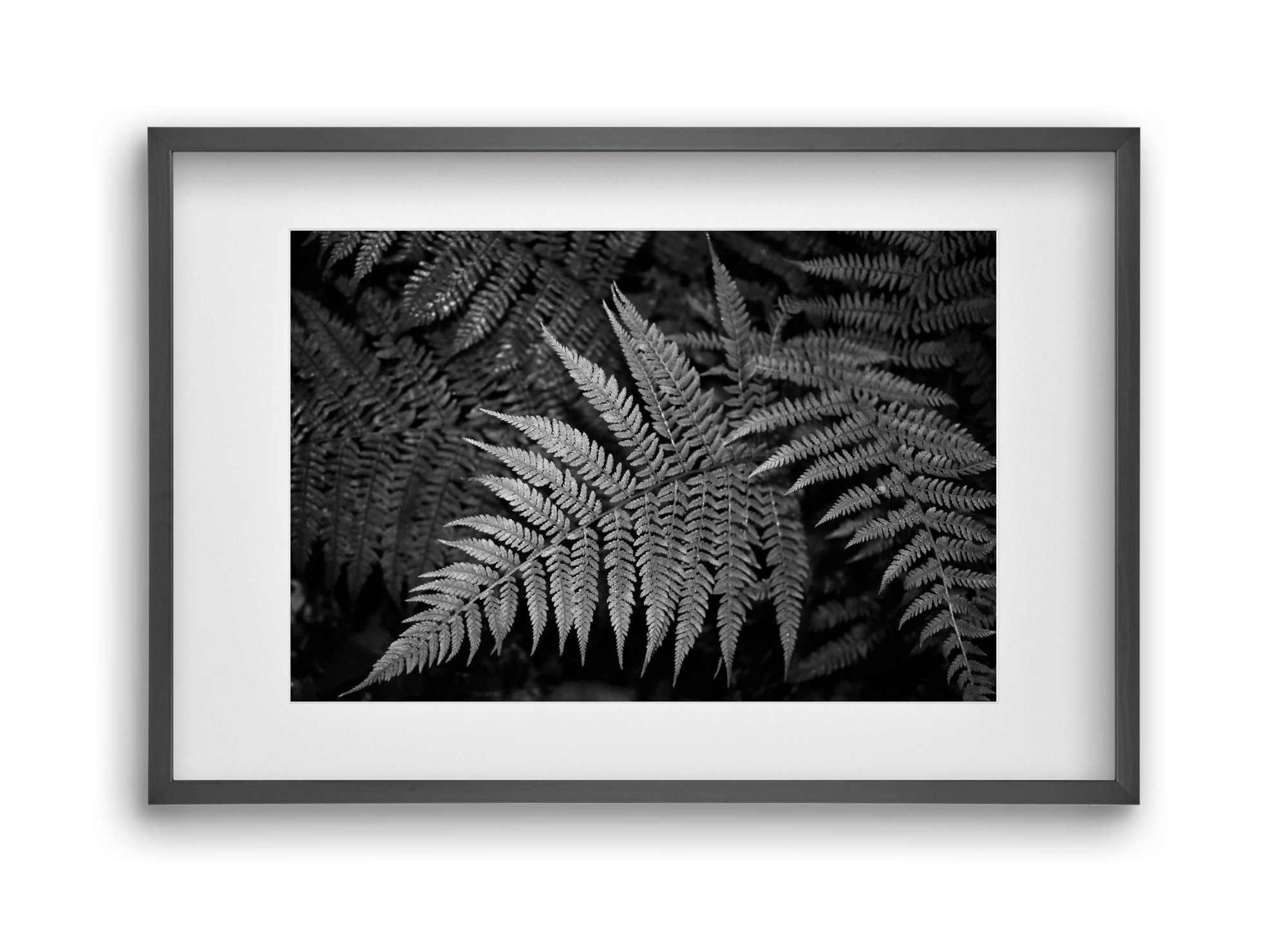 bracken joy, 45x30 cm (30x20 cm), Fekete keret, paszpartuval