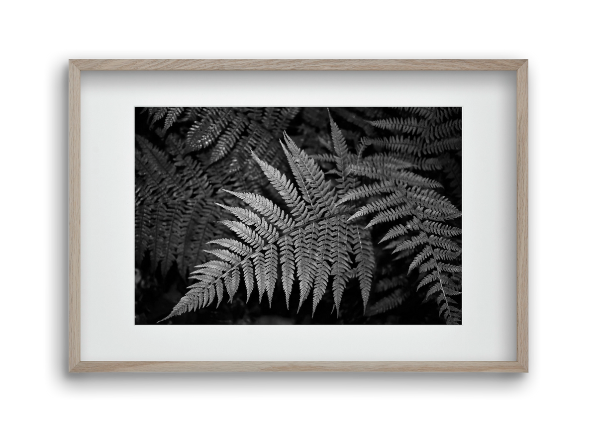 bracken joy, 45x30 cm (30x20 cm), Tölgy keret, paszpartuval