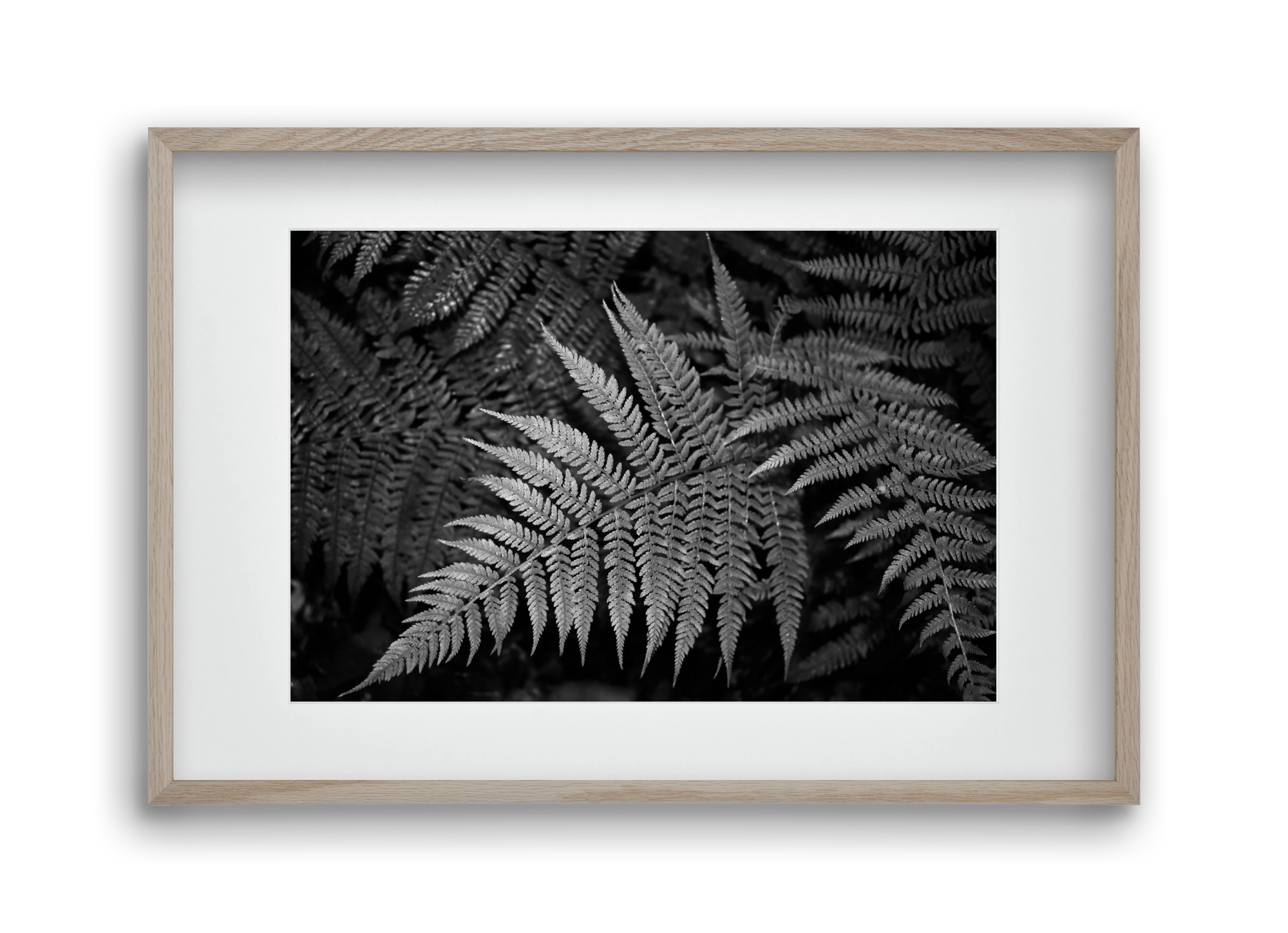 bracken joy, 45x30 cm (30x20 cm), Tölgy keret, paszpartuval