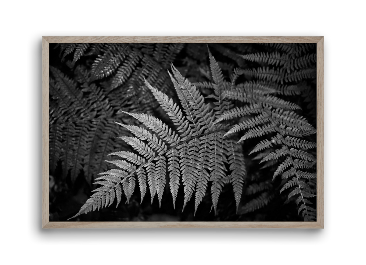 bracken joy, 45x30 cm (45x30 cm), Tölgy keret