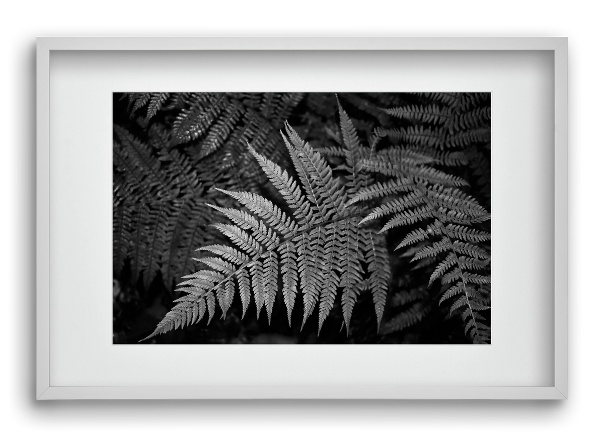 bracken joy, 60x40 cm (45x30 cm), Fehér keret, paszpartuval