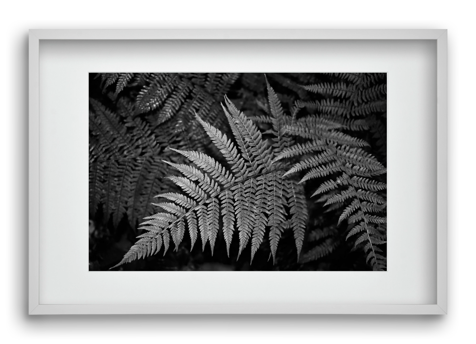 bracken joy, 60x40 cm (45x30 cm), Fehér keret, paszpartuval