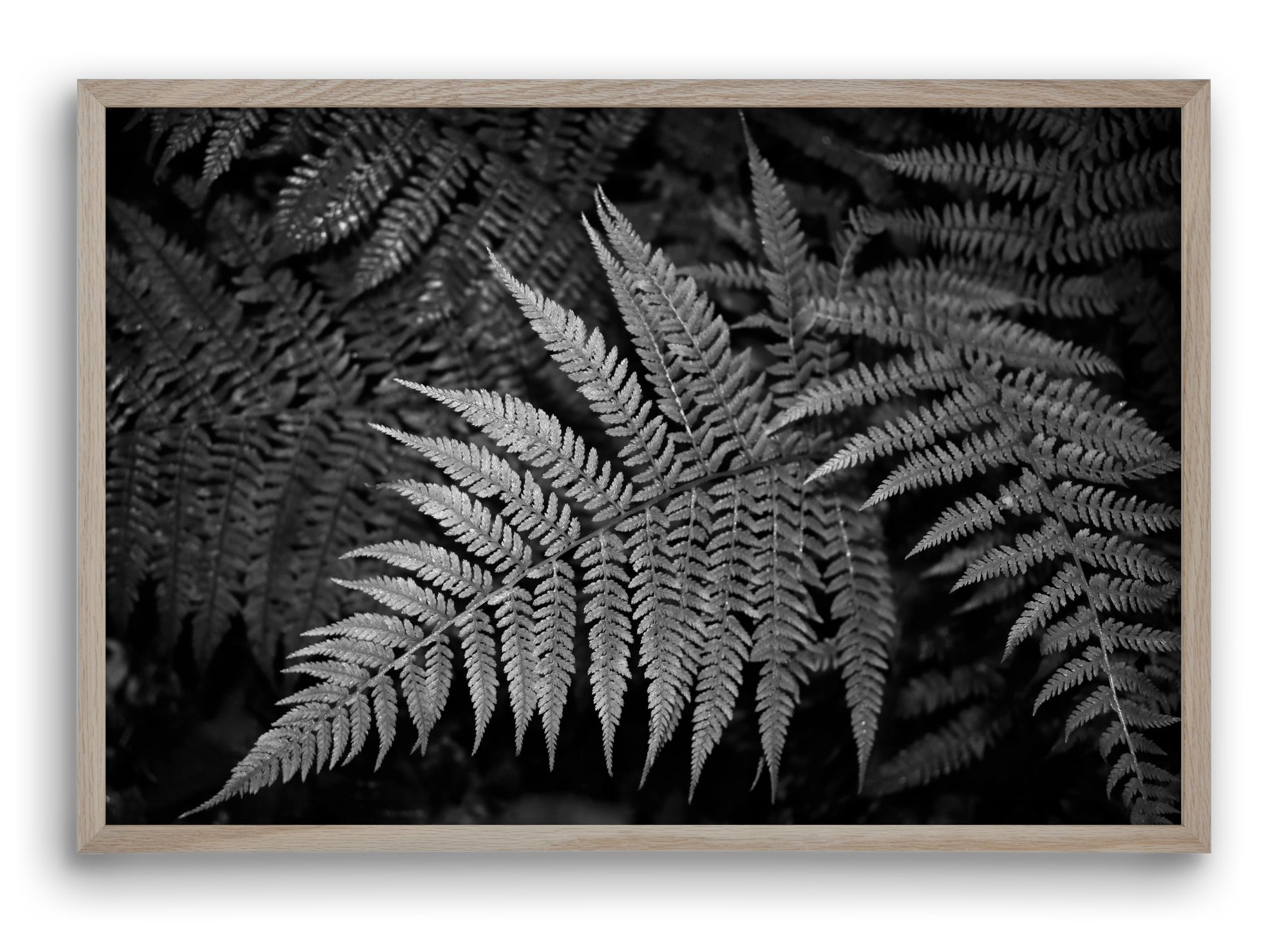 bracken joy, 60x40 cm (60x40 cm), Tölgy keret