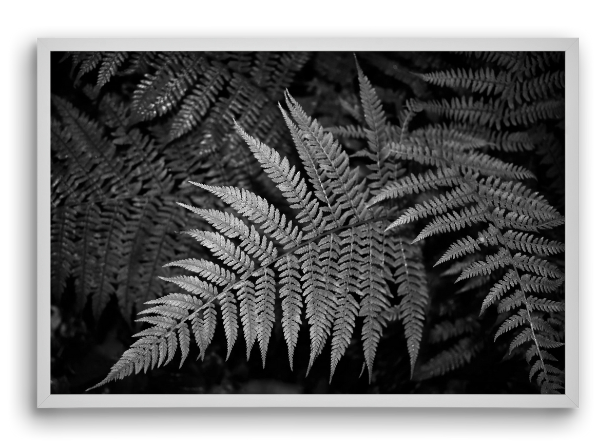 bracken joy, 60x40 cm (60x40 cm), Fehér keret