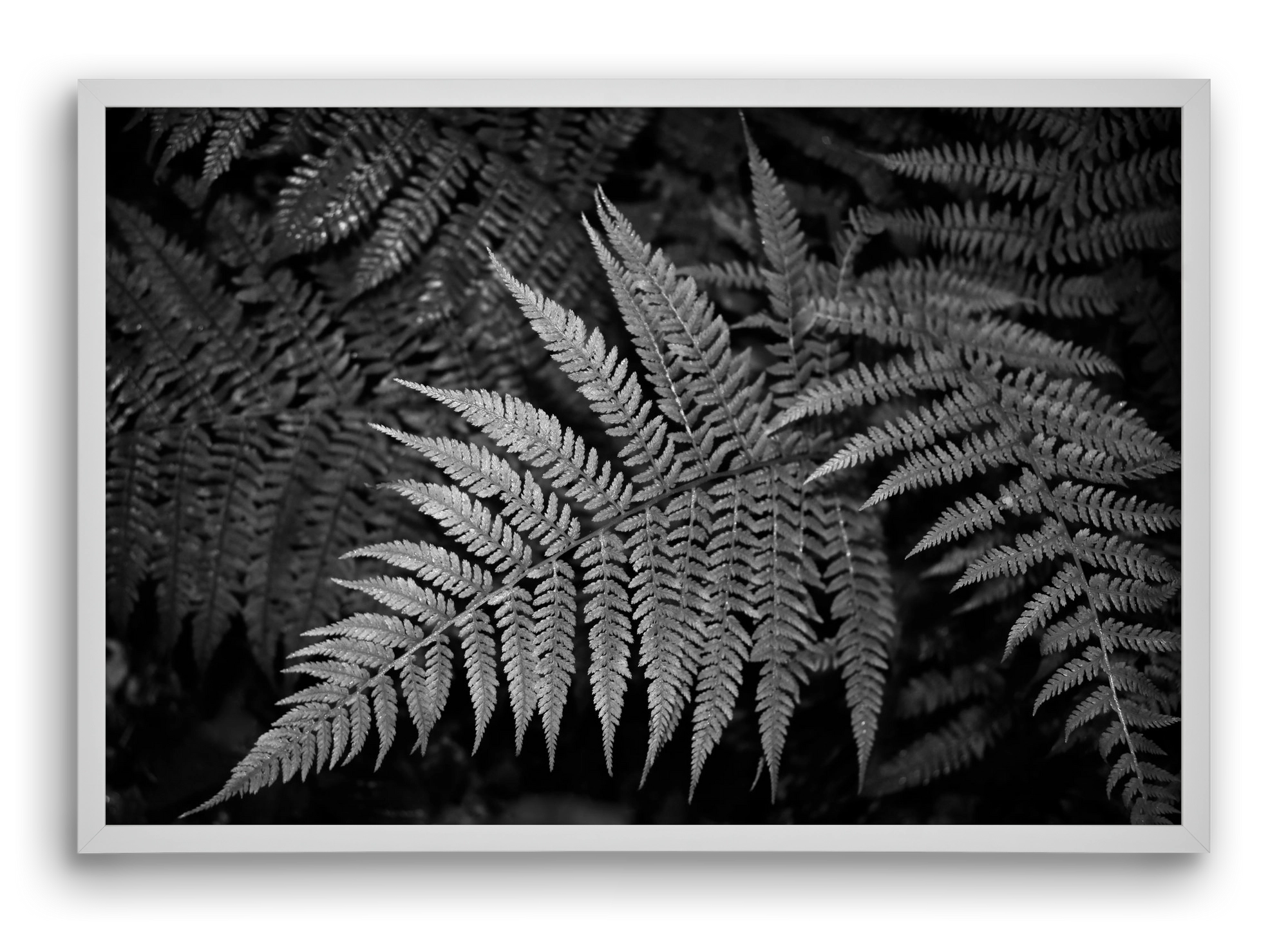 bracken joy, 60x40 cm (60x40 cm), Fehér keret