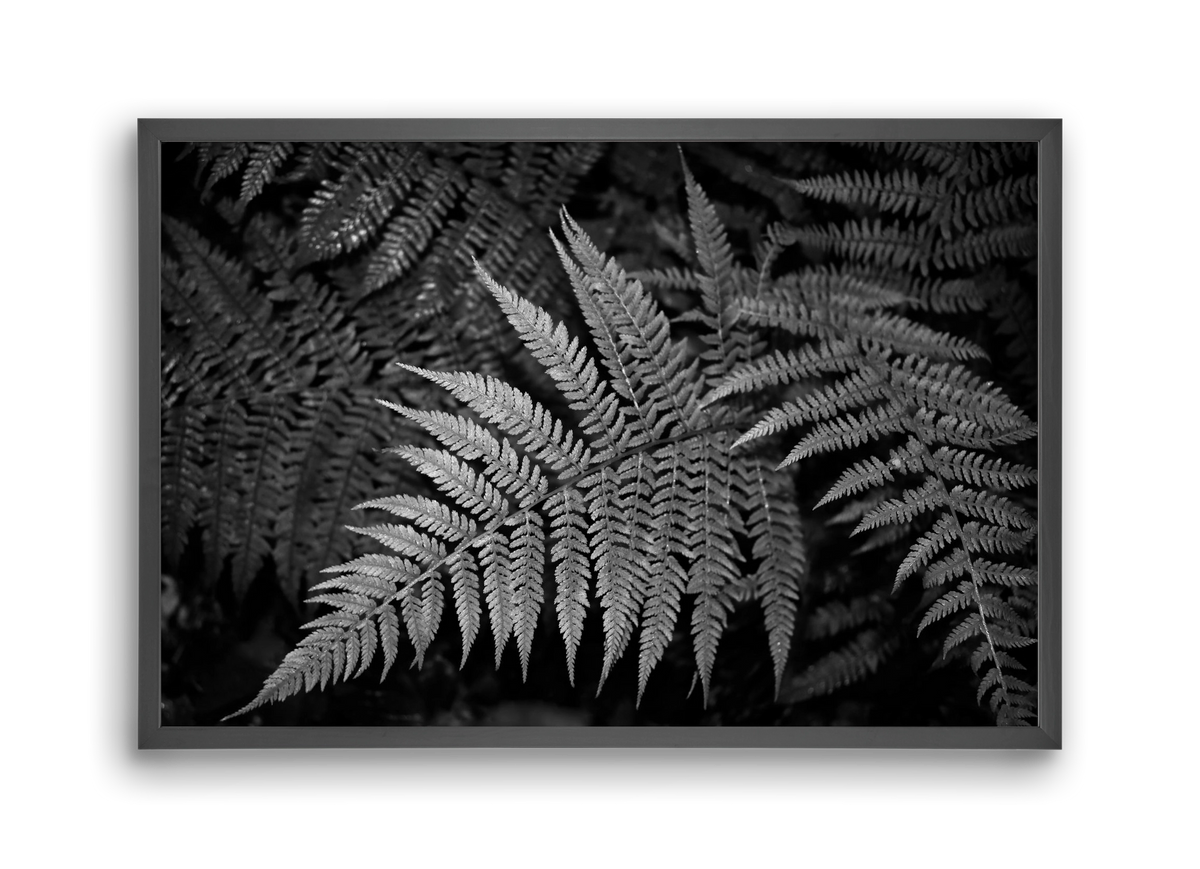 bracken joy, 45x30 cm (45x30 cm), Fekete keret