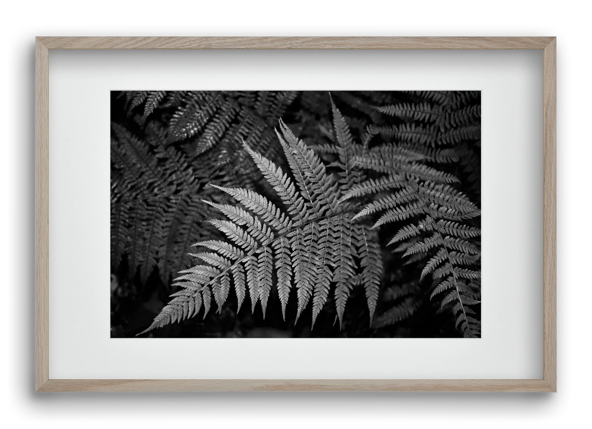 bracken joy, 60x40 cm (45x30 cm), Tölgy keret, paszpartuval