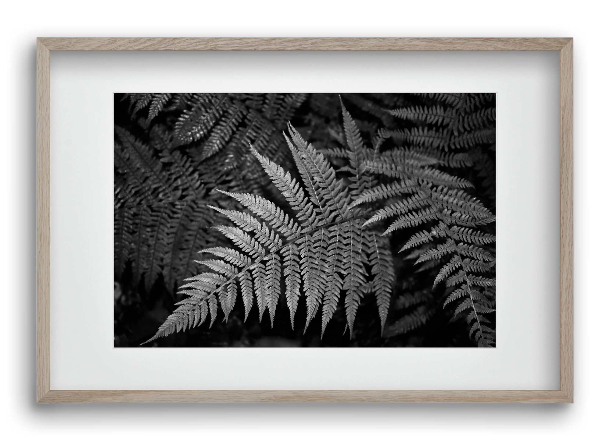 bracken joy, 60x40 cm (45x30 cm), Tölgy keret, paszpartuval