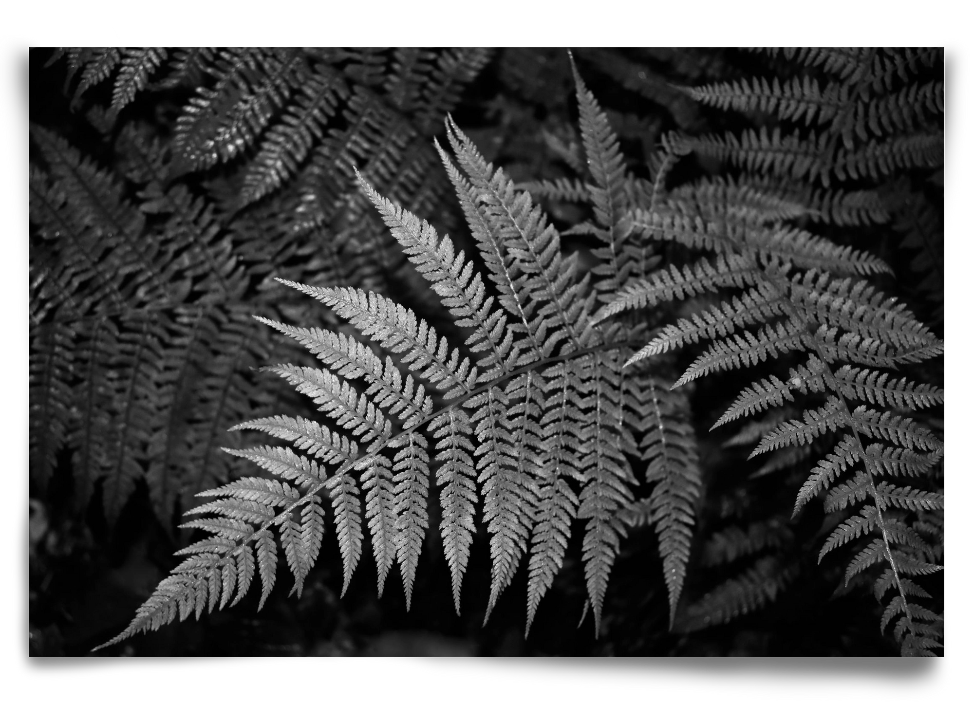 bracken joy, 90x60 cm, Keret nélkül