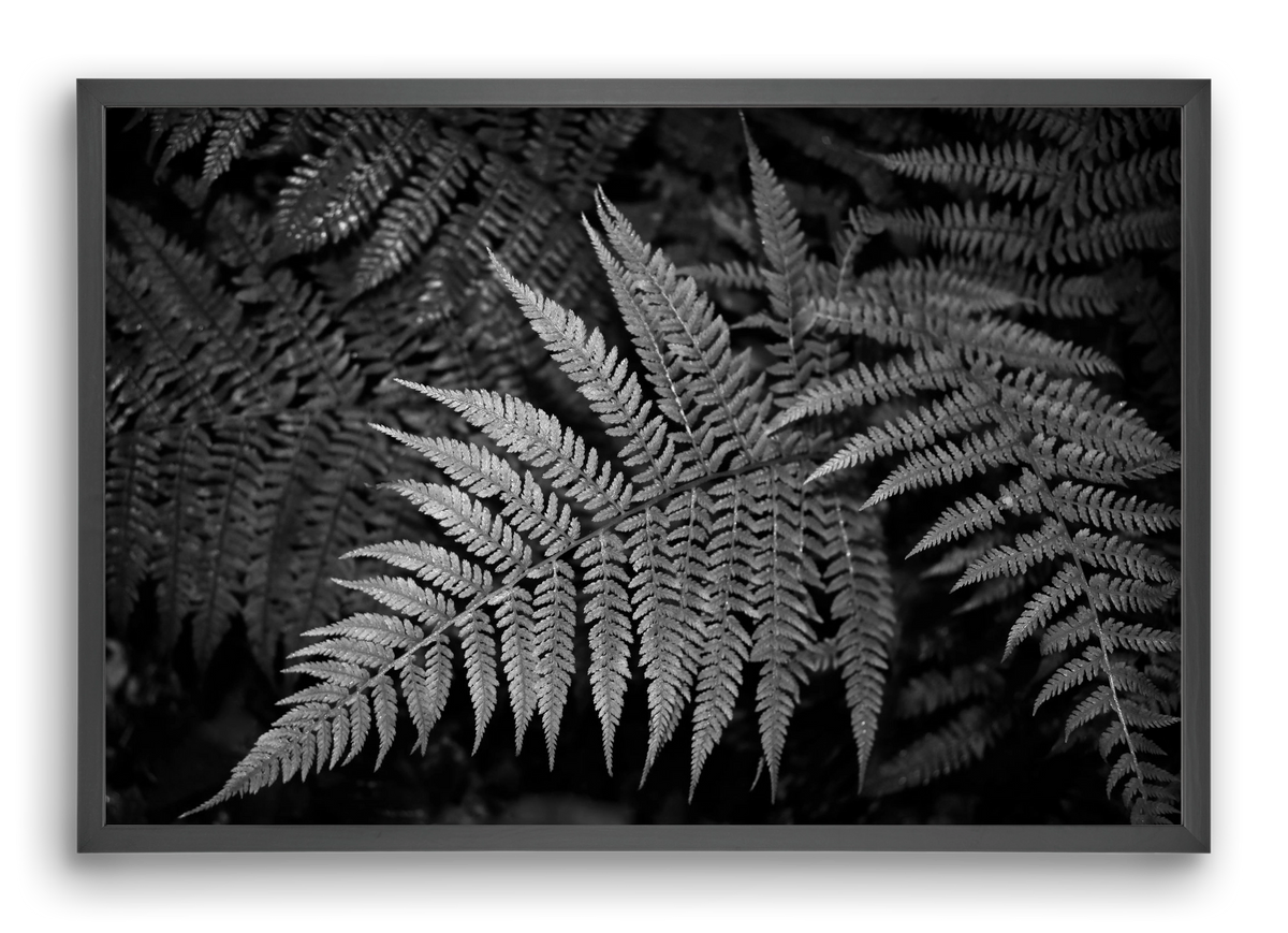 bracken joy, 60x40 cm (60x40 cm), Fekete keret