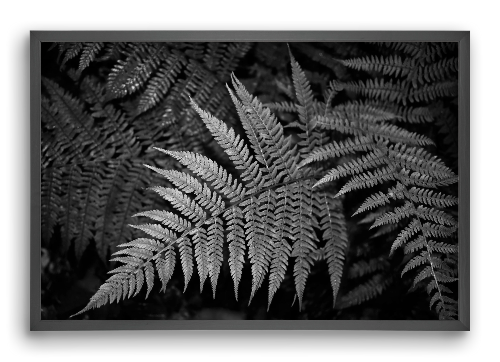 bracken joy, 60x40 cm (60x40 cm), Fekete keret