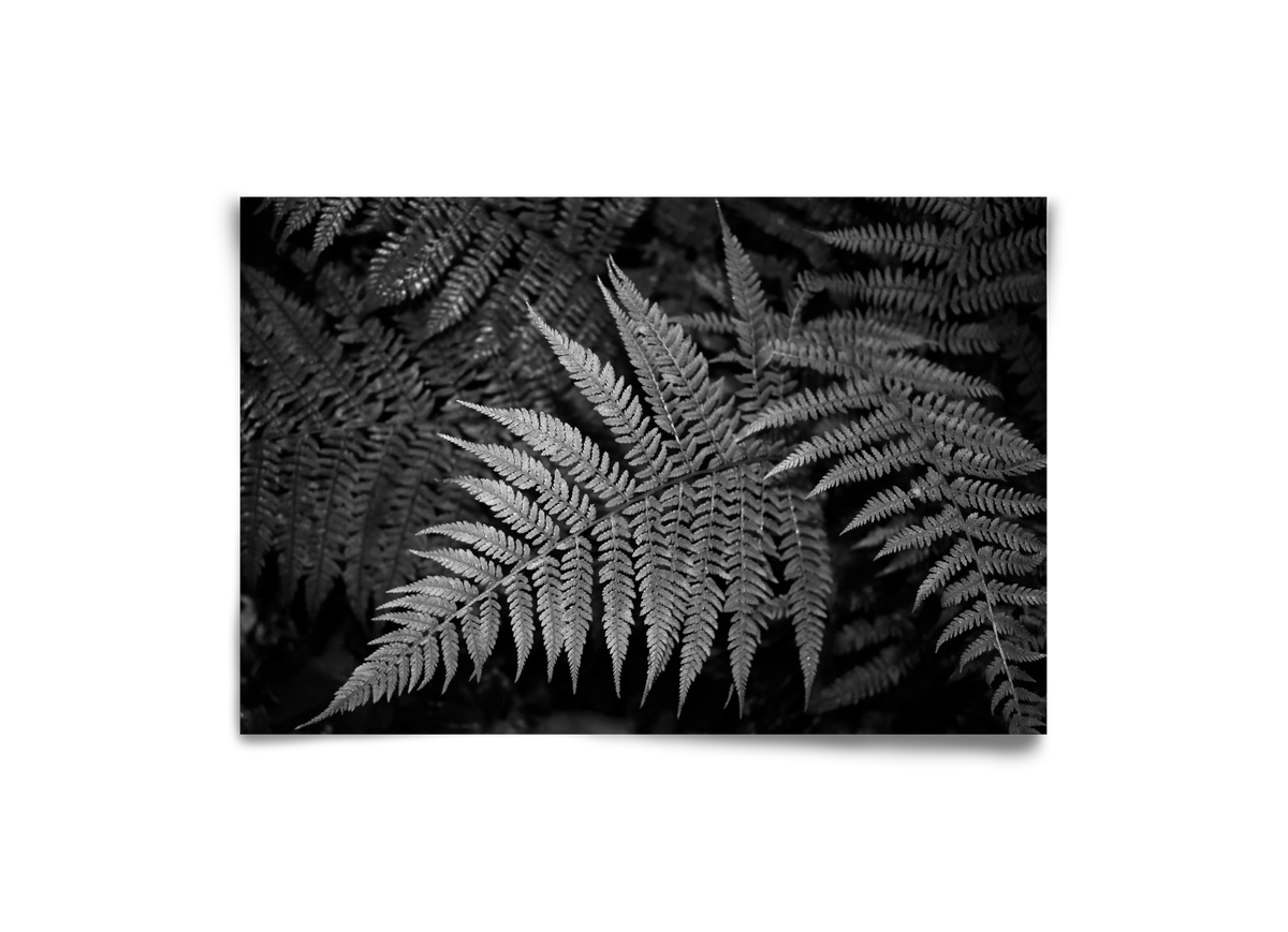 bracken joy, 30x20 cm, Keret nélkül