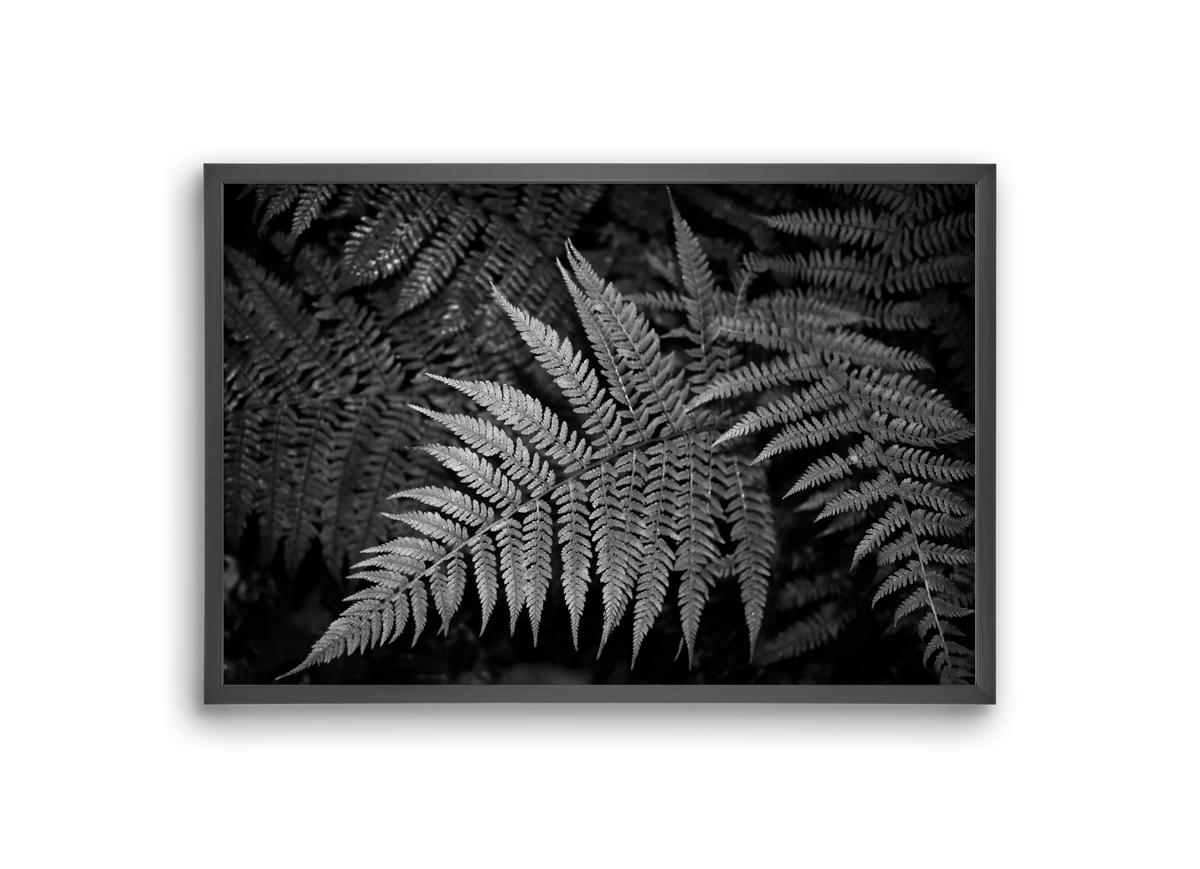 bracken joy, 30x20 cm (30x20 cm), Fekete keret