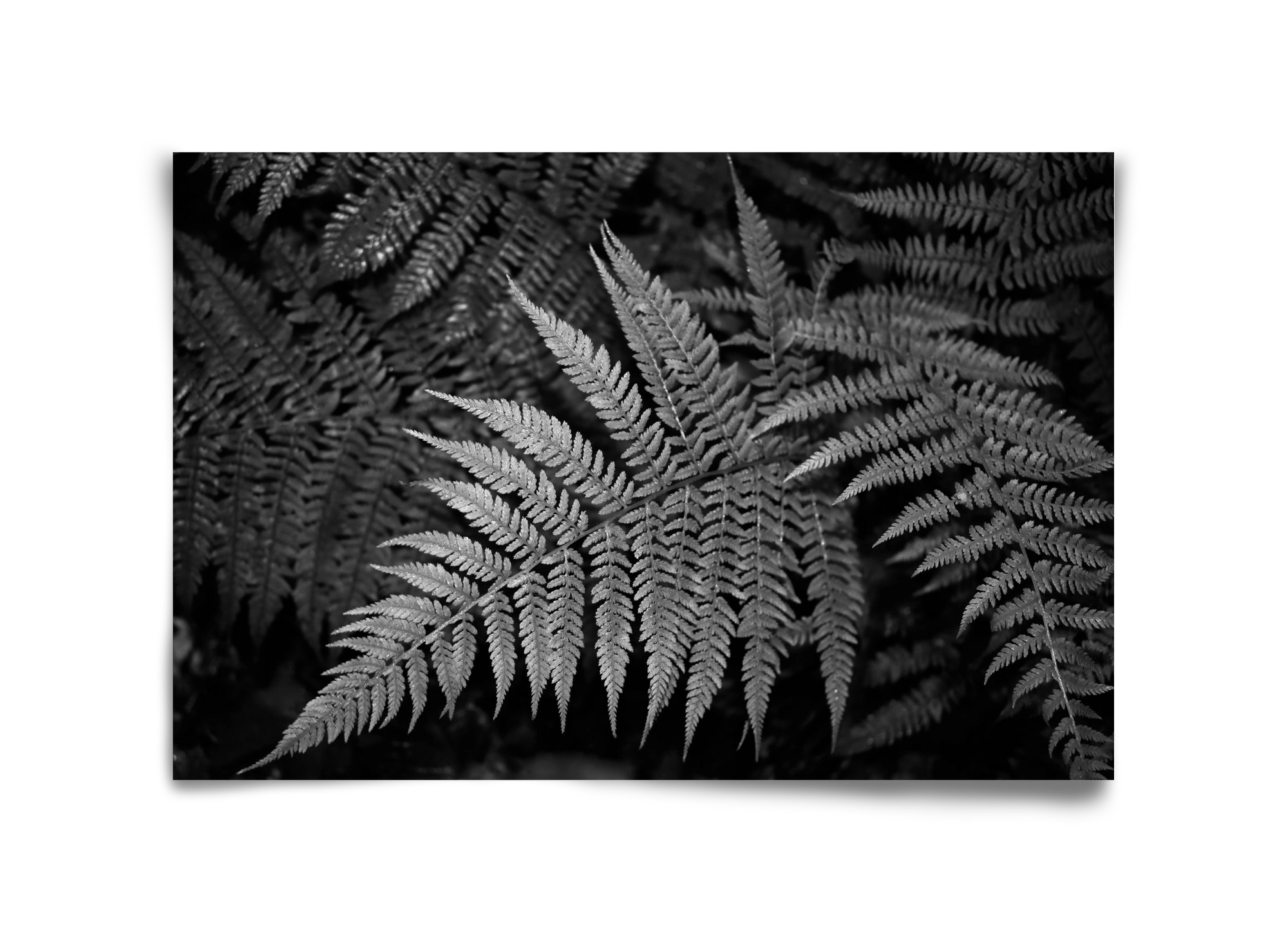 bracken joy, 45x30 cm, Keret nélkül