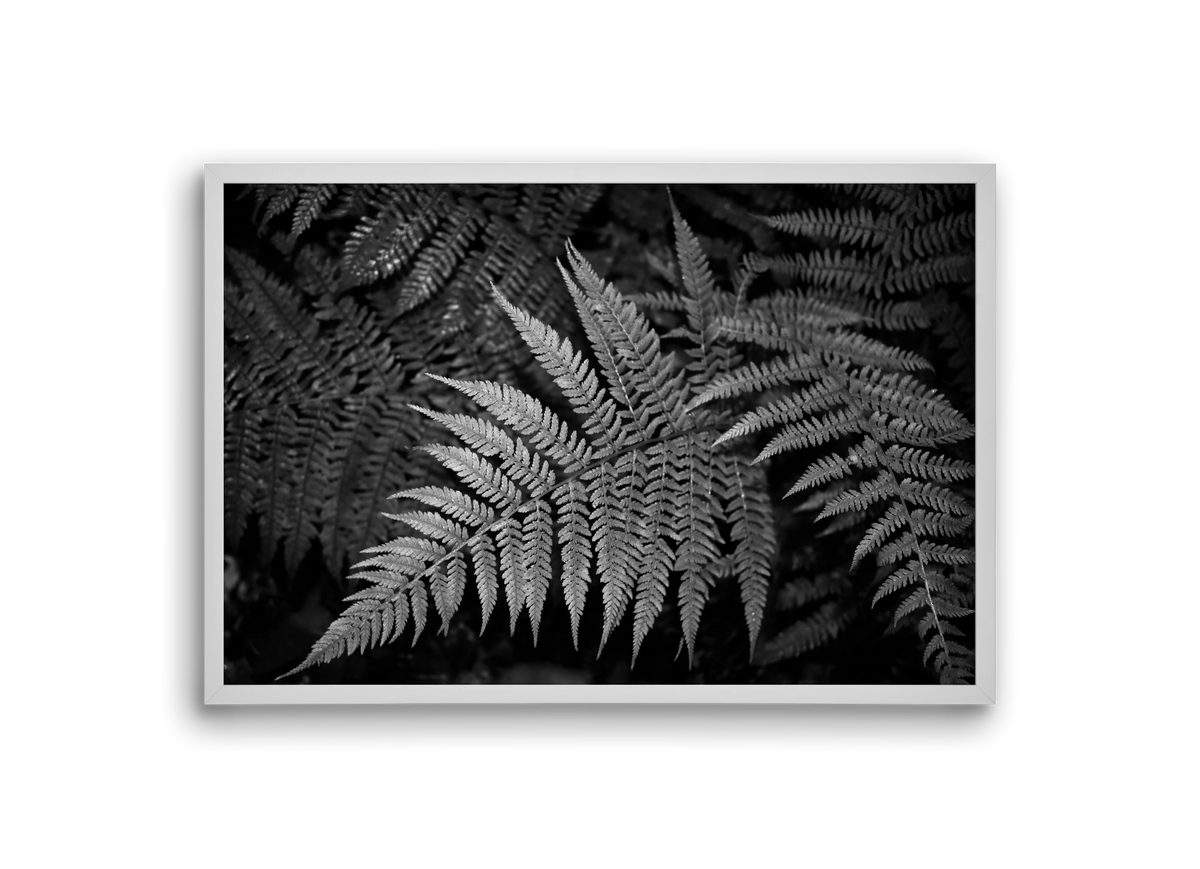 bracken joy, 30x20 cm (30x20 cm), Fehér keret