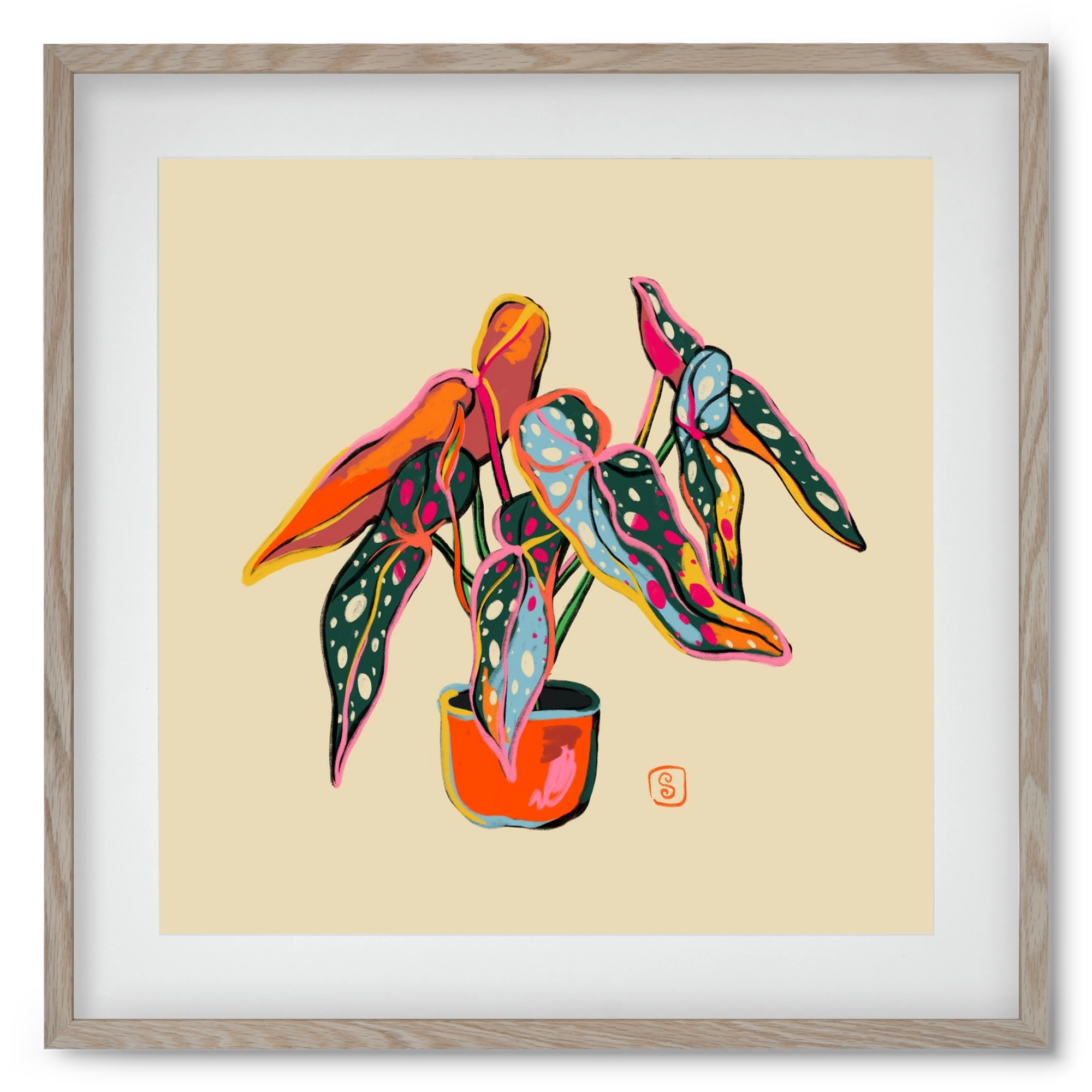 COLOURFUL BEGONIA PLANT, 50x50 cm (40x40 cm), Tölgy keret, paszpartuval