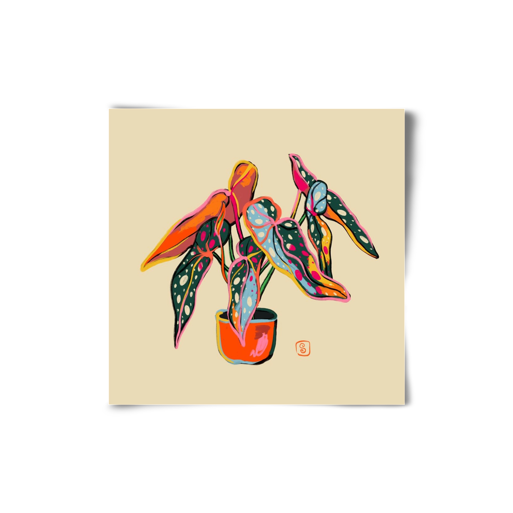 COLOURFUL BEGONIA PLANT, 20x20 cm, Keret nélkül