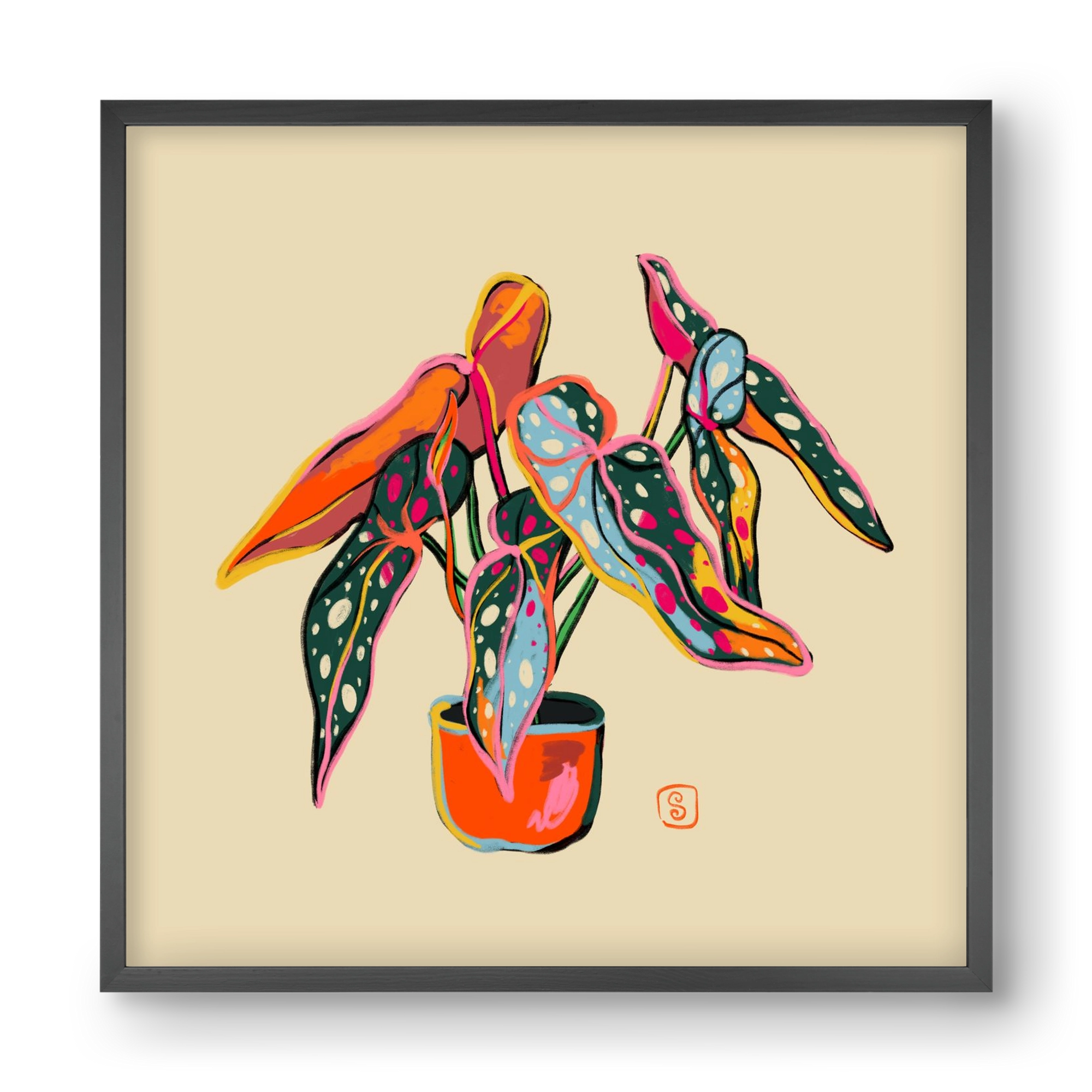 COLOURFUL BEGONIA PLANT, 40x40 cm (40x40 cm), Fekete keret