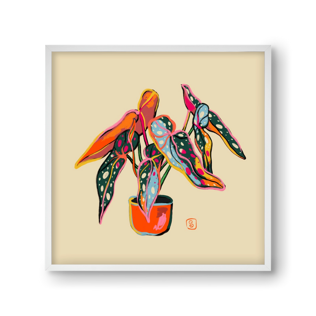 COLOURFUL BEGONIA PLANT, 30x30 cm (30x30 cm), Fehér keret