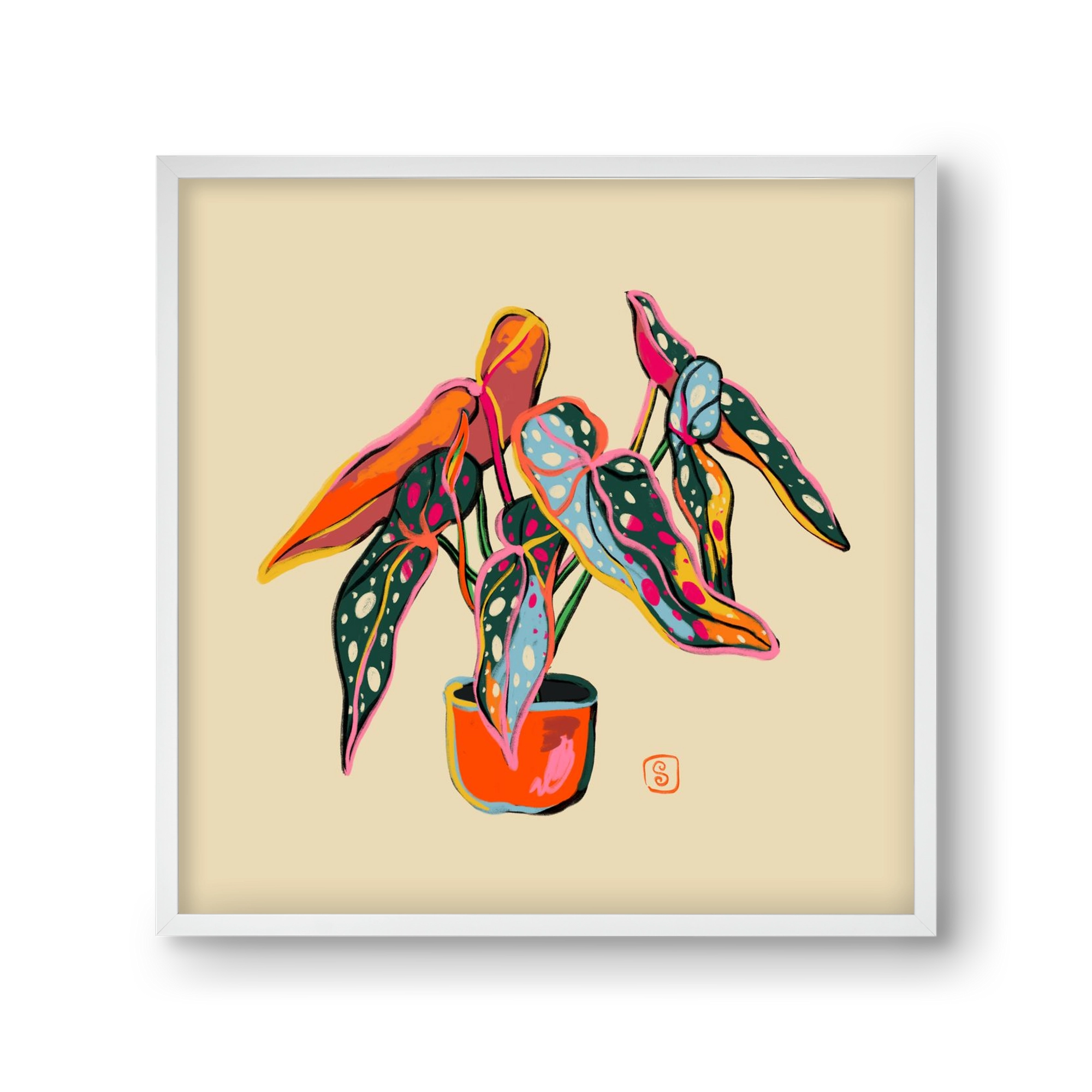 COLOURFUL BEGONIA PLANT, 30x30 cm (30x30 cm), Fehér keret