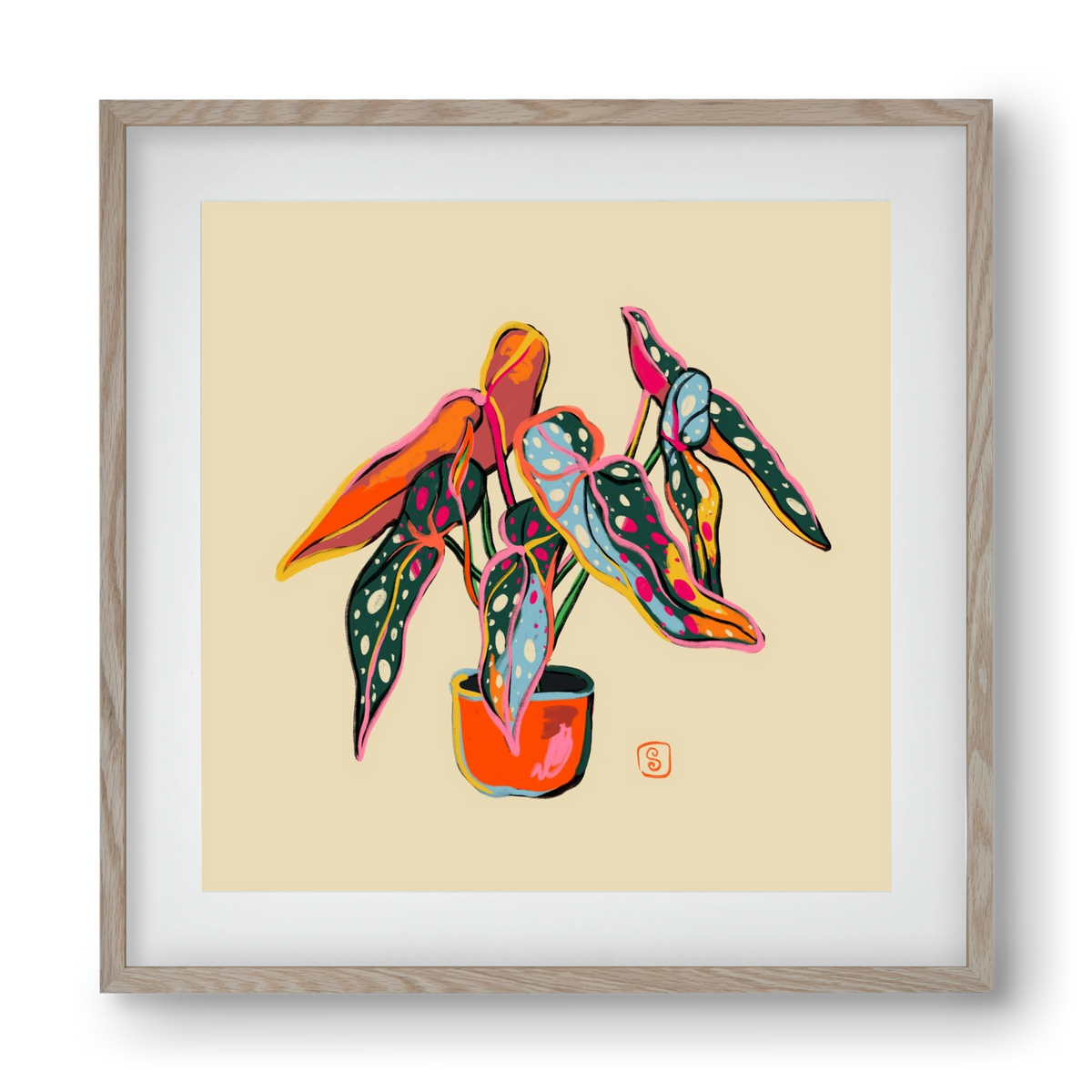 COLOURFUL BEGONIA PLANT, 40x40 cm (30x30 cm), Tölgy keret, paszpartuval