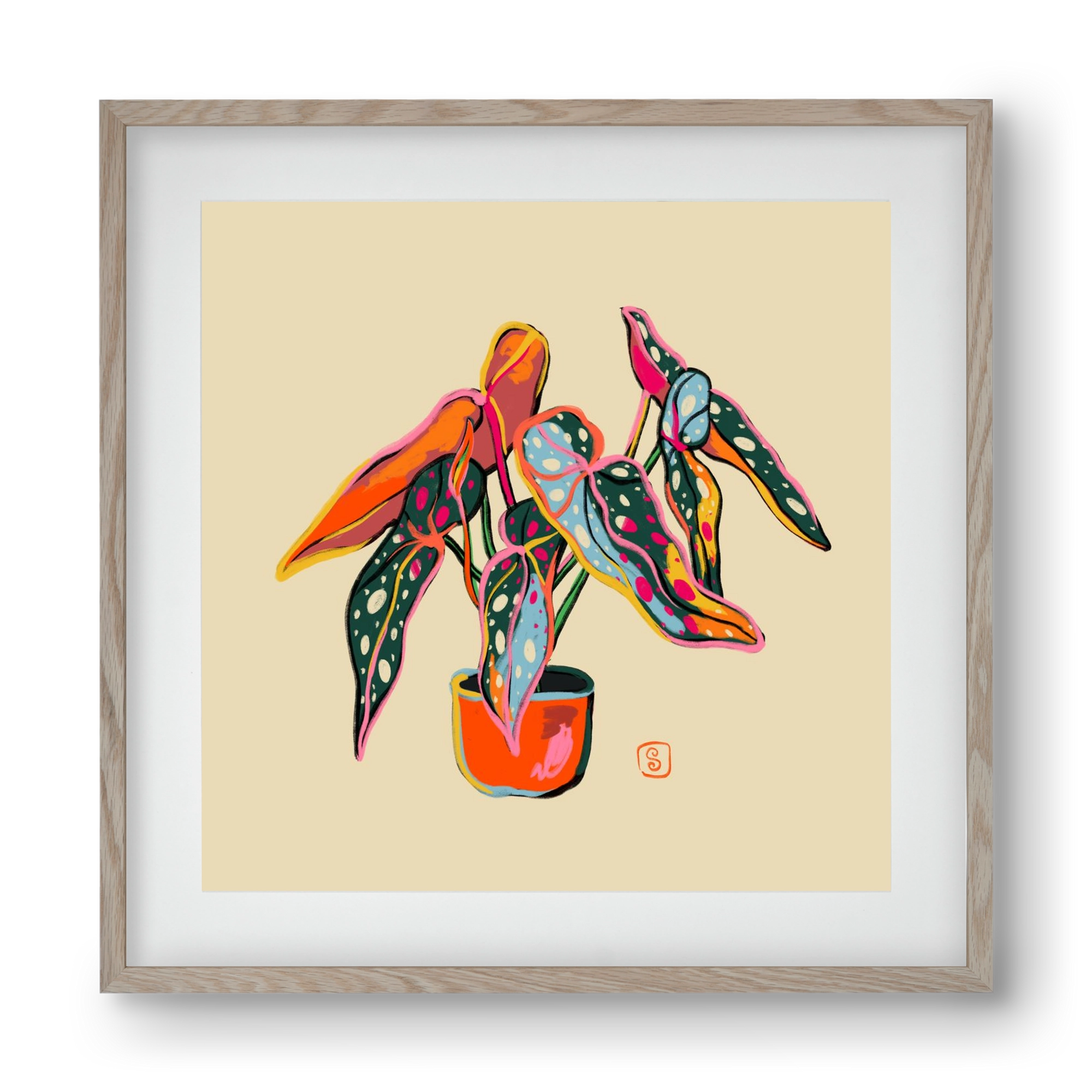 COLOURFUL BEGONIA PLANT, 40x40 cm (30x30 cm), Tölgy keret, paszpartuval