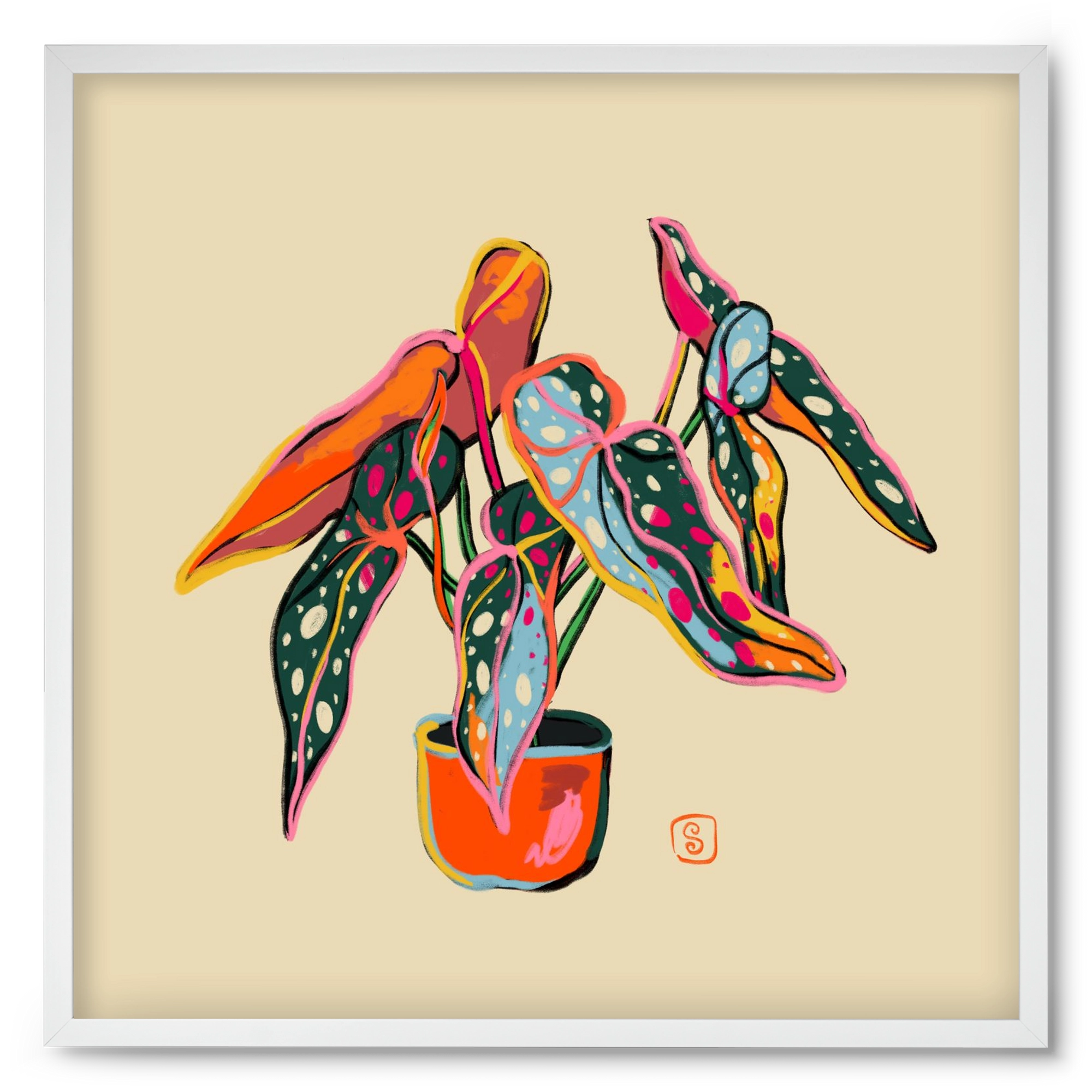 COLOURFUL BEGONIA PLANT, 50x50 cm (50x50 cm), Fehér keret