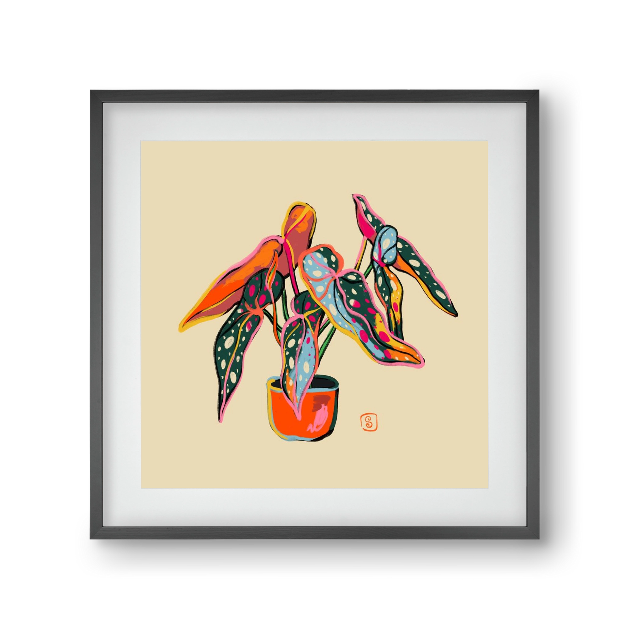 COLOURFUL BEGONIA PLANT, 30x30 cm (20x20 cm), Fekete keret, paszpartuval