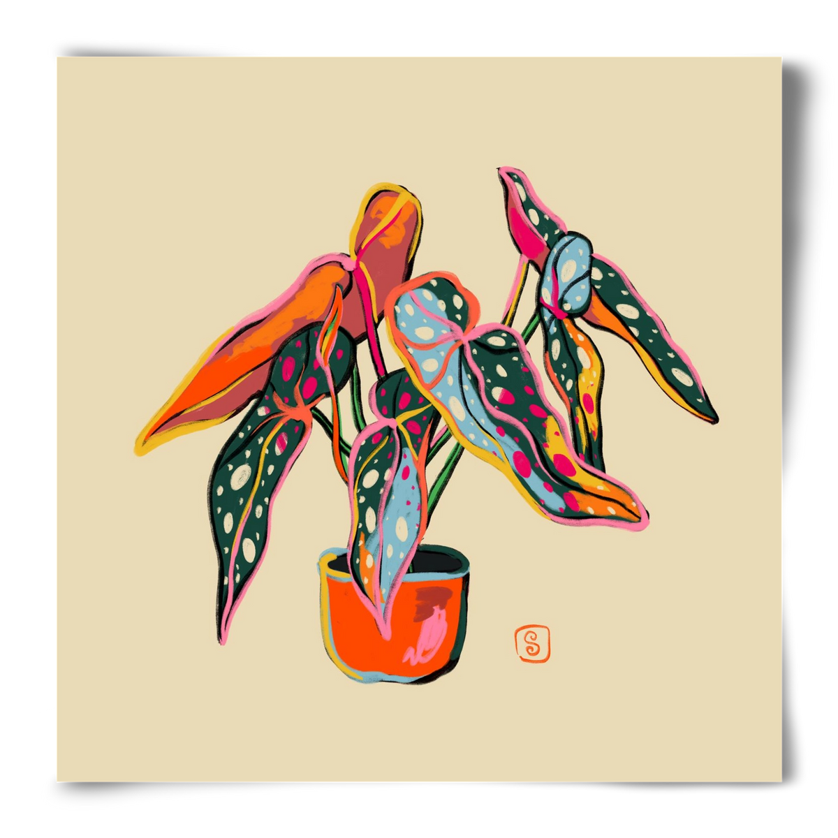 COLOURFUL BEGONIA PLANT, 50x50 cm, Keret nélkül