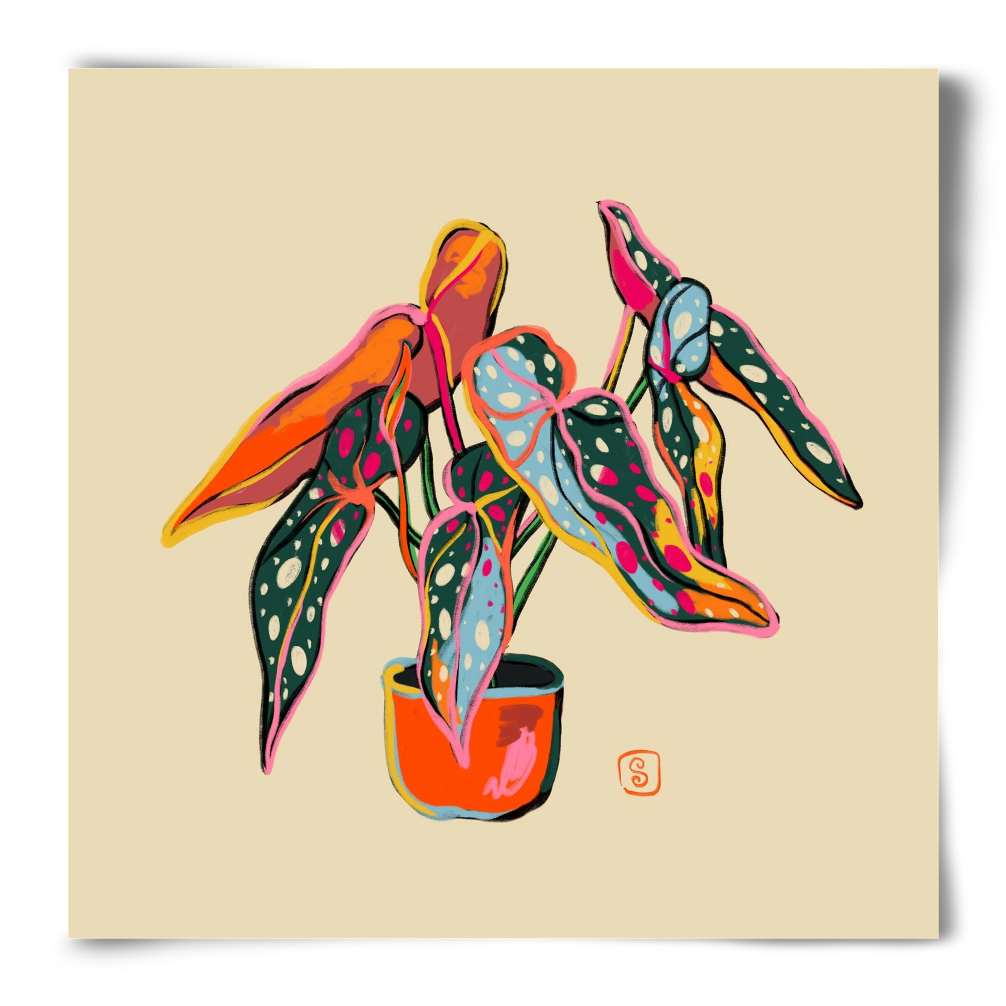 COLOURFUL BEGONIA PLANT, 50x50 cm, Keret nélkül