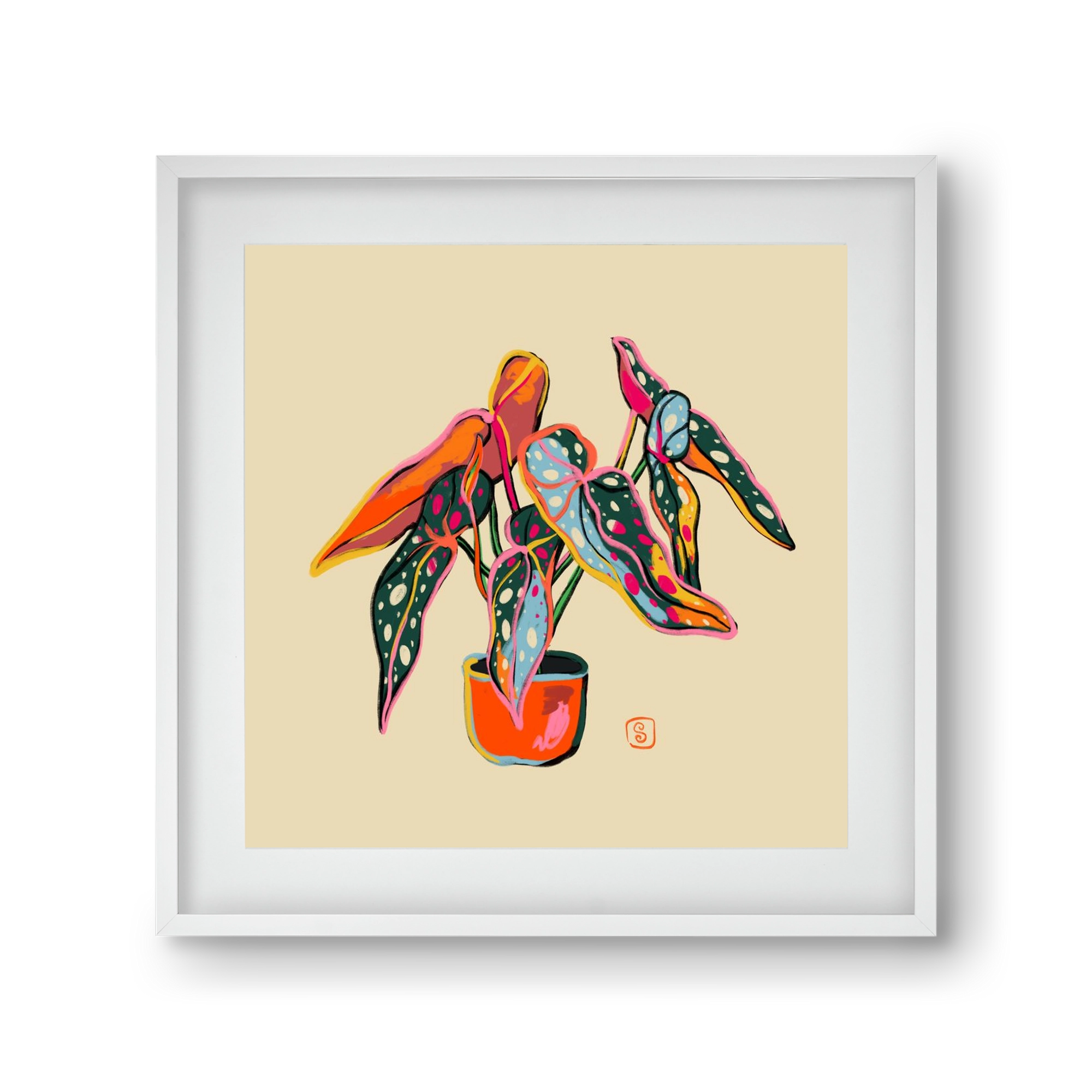 COLOURFUL BEGONIA PLANT, 30x30 cm (20x20 cm), Fehér keret, paszpartuval