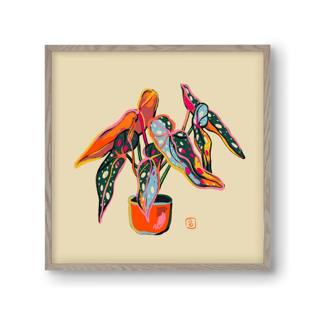 COLOURFUL BEGONIA PLANT, 30x30 cm (30x30 cm), Tölgy keret