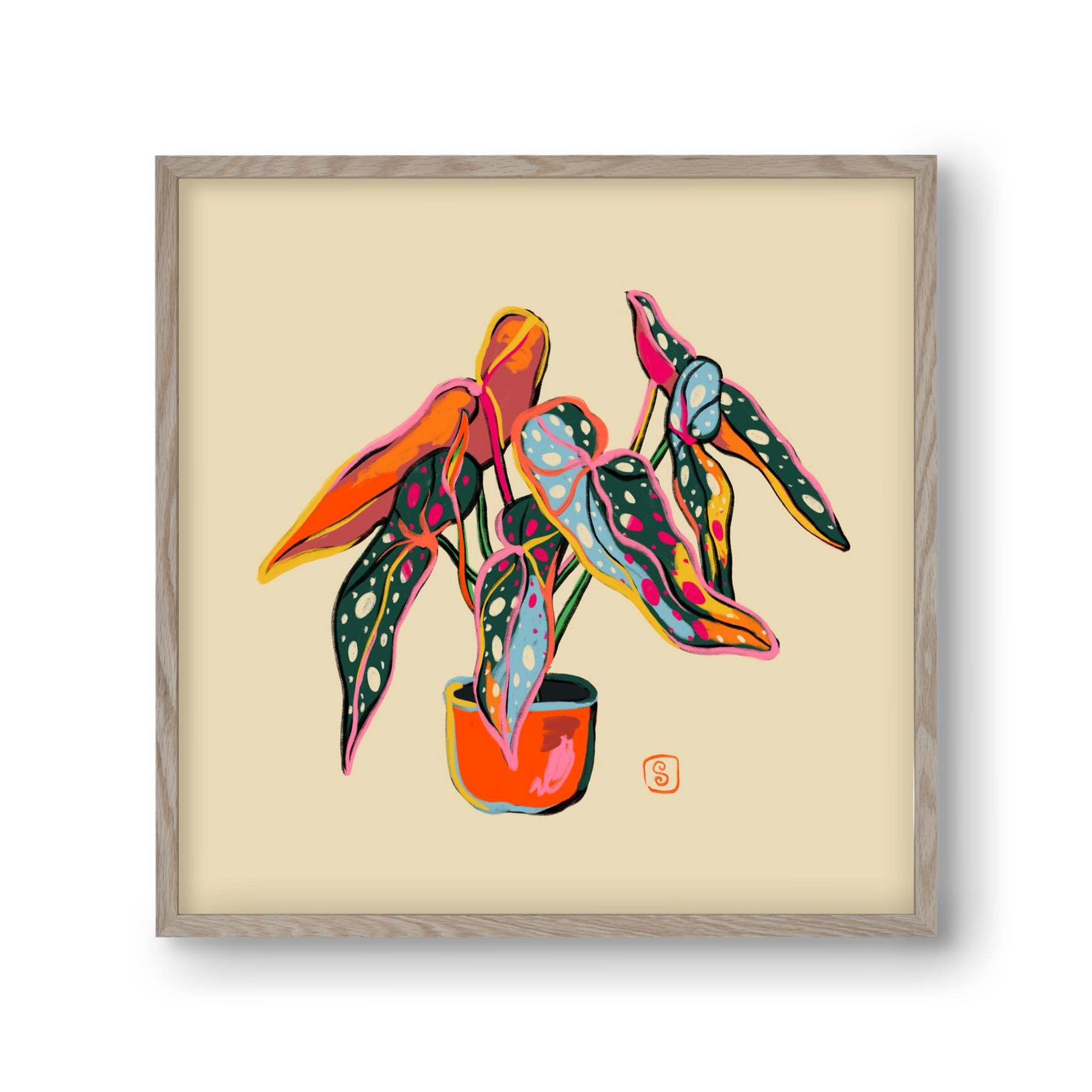 COLOURFUL BEGONIA PLANT, 30x30 cm (30x30 cm), Tölgy keret