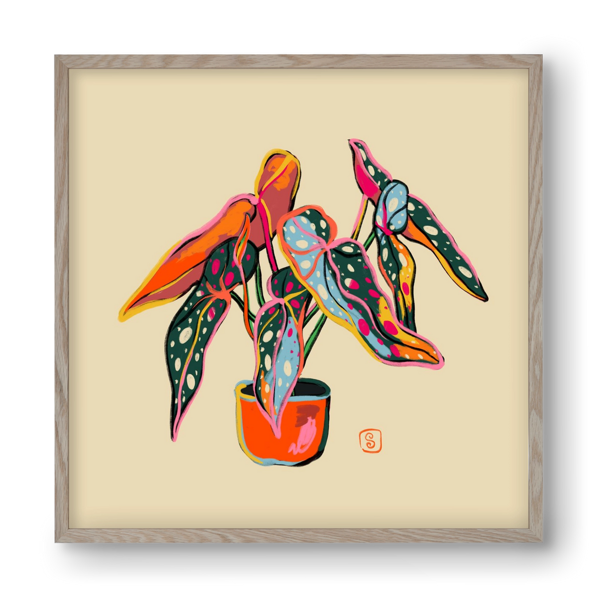 COLOURFUL BEGONIA PLANT, 40x40 cm (40x40 cm), Tölgy keret