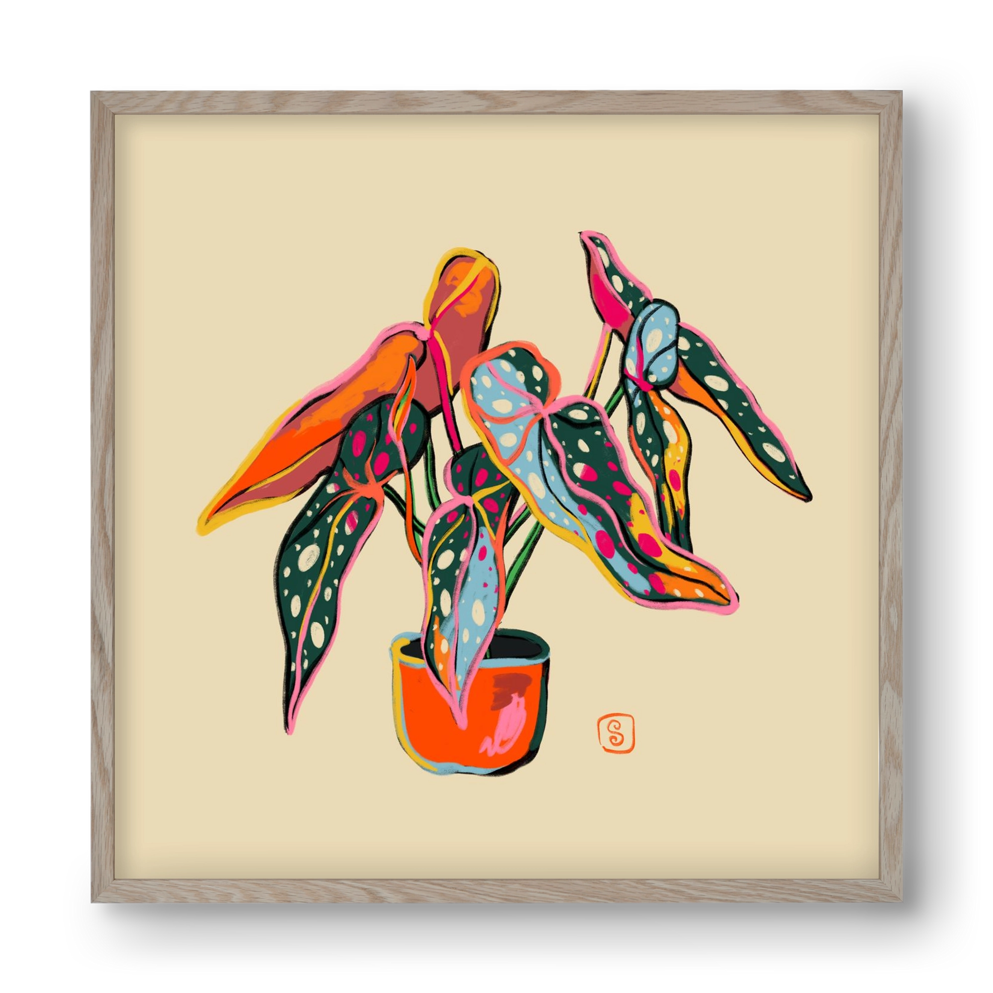 COLOURFUL BEGONIA PLANT, 40x40 cm (40x40 cm), Tölgy keret