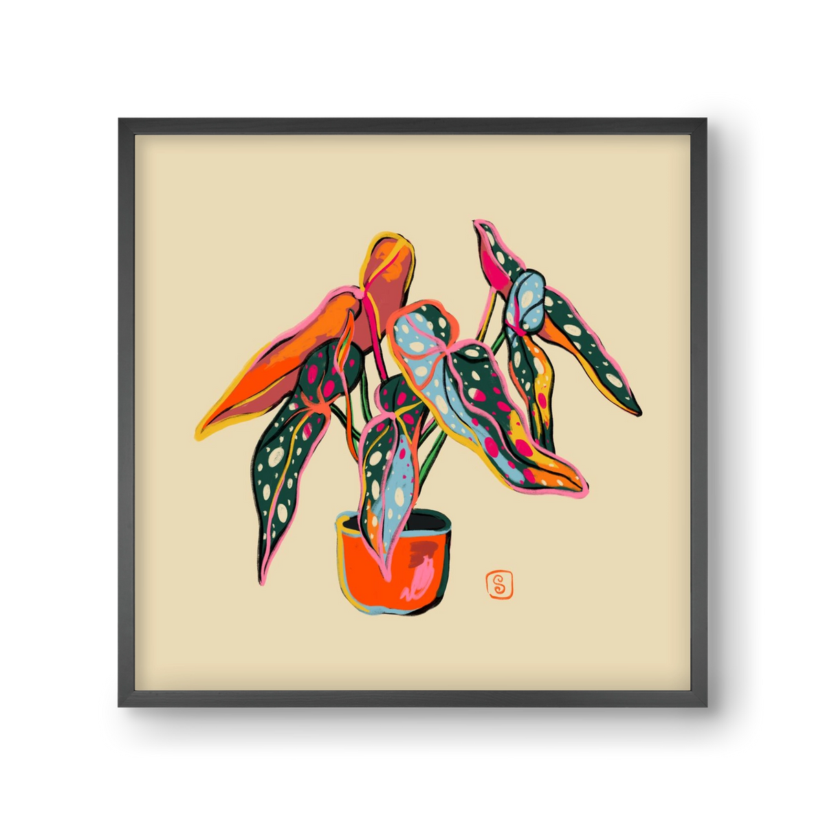 COLOURFUL BEGONIA PLANT, 30x30 cm (30x30 cm), Fekete keret