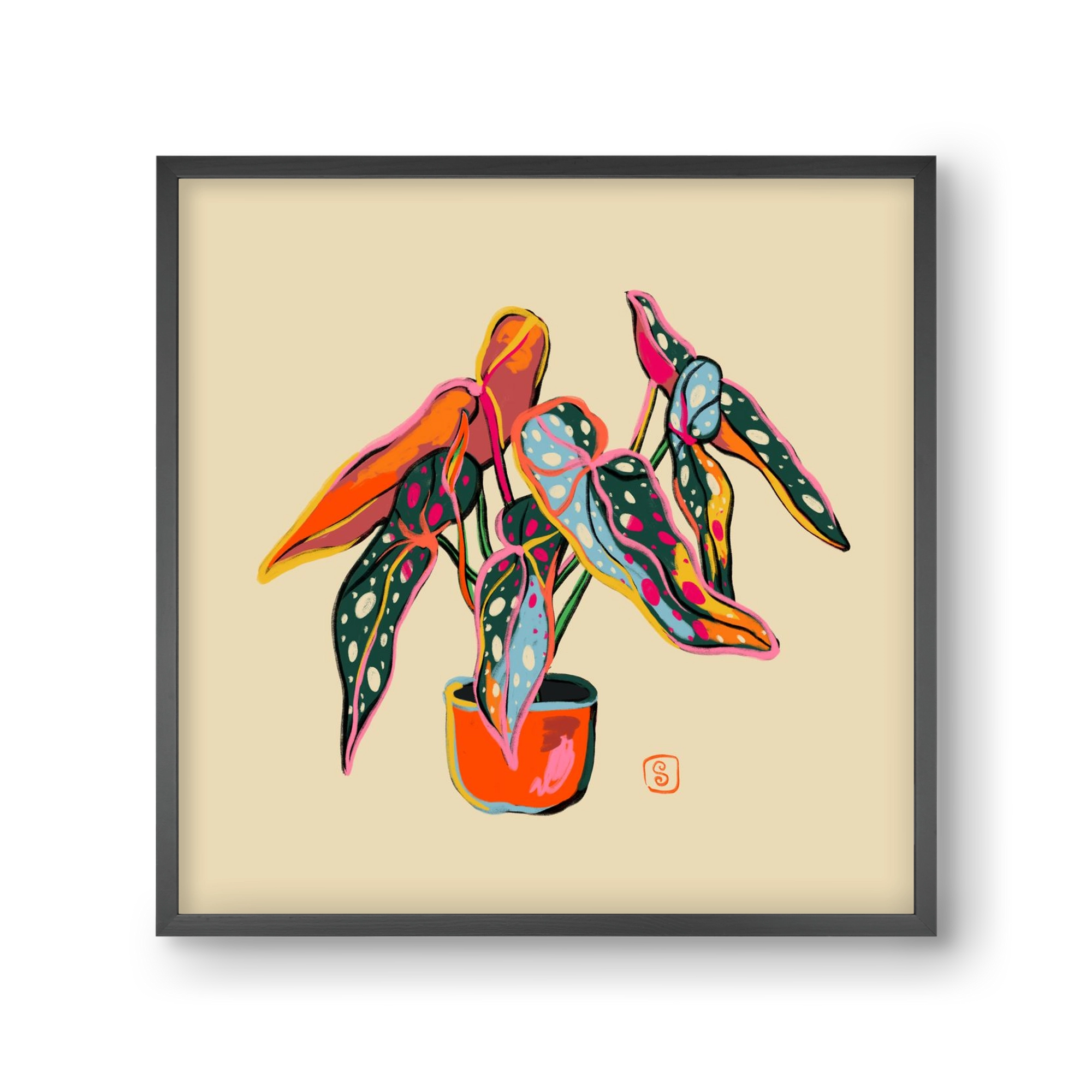 COLOURFUL BEGONIA PLANT, 30x30 cm (30x30 cm), Fekete keret