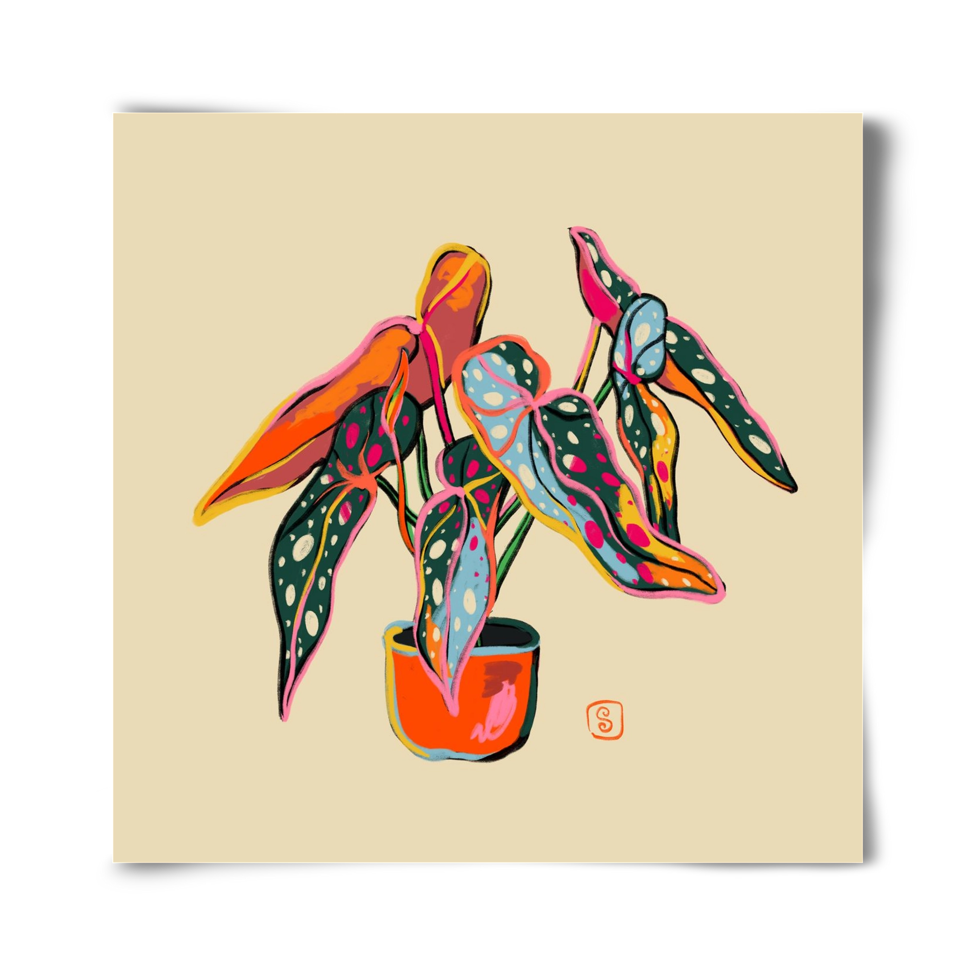 COLOURFUL BEGONIA PLANT, 40x40 cm, Keret nélkül