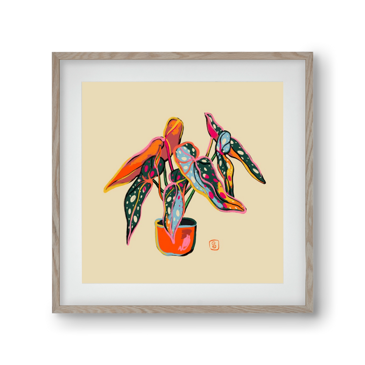 COLOURFUL BEGONIA PLANT, 30x30 cm (20x20 cm), Tölgy keret, paszpartuval